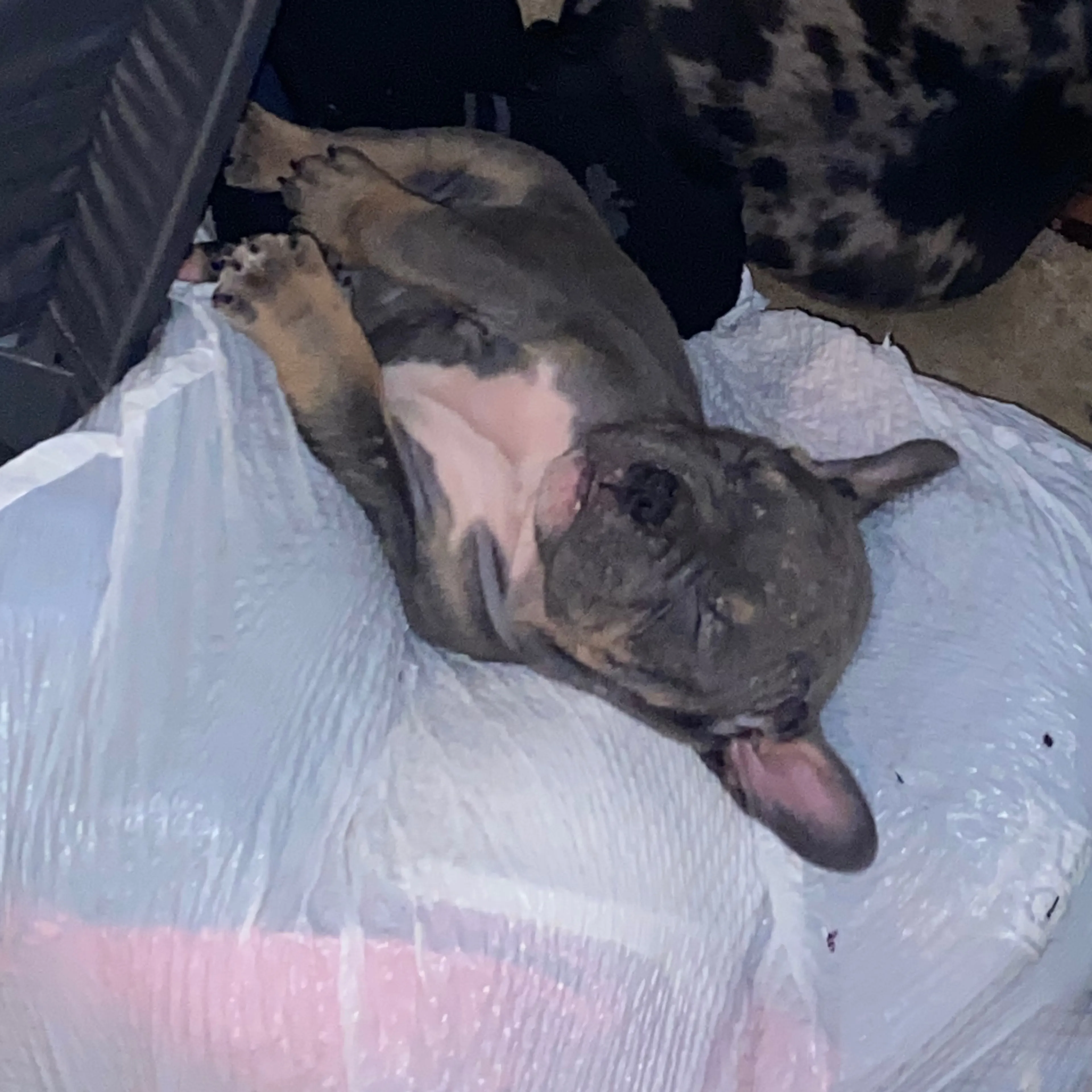 Lost pet-1
