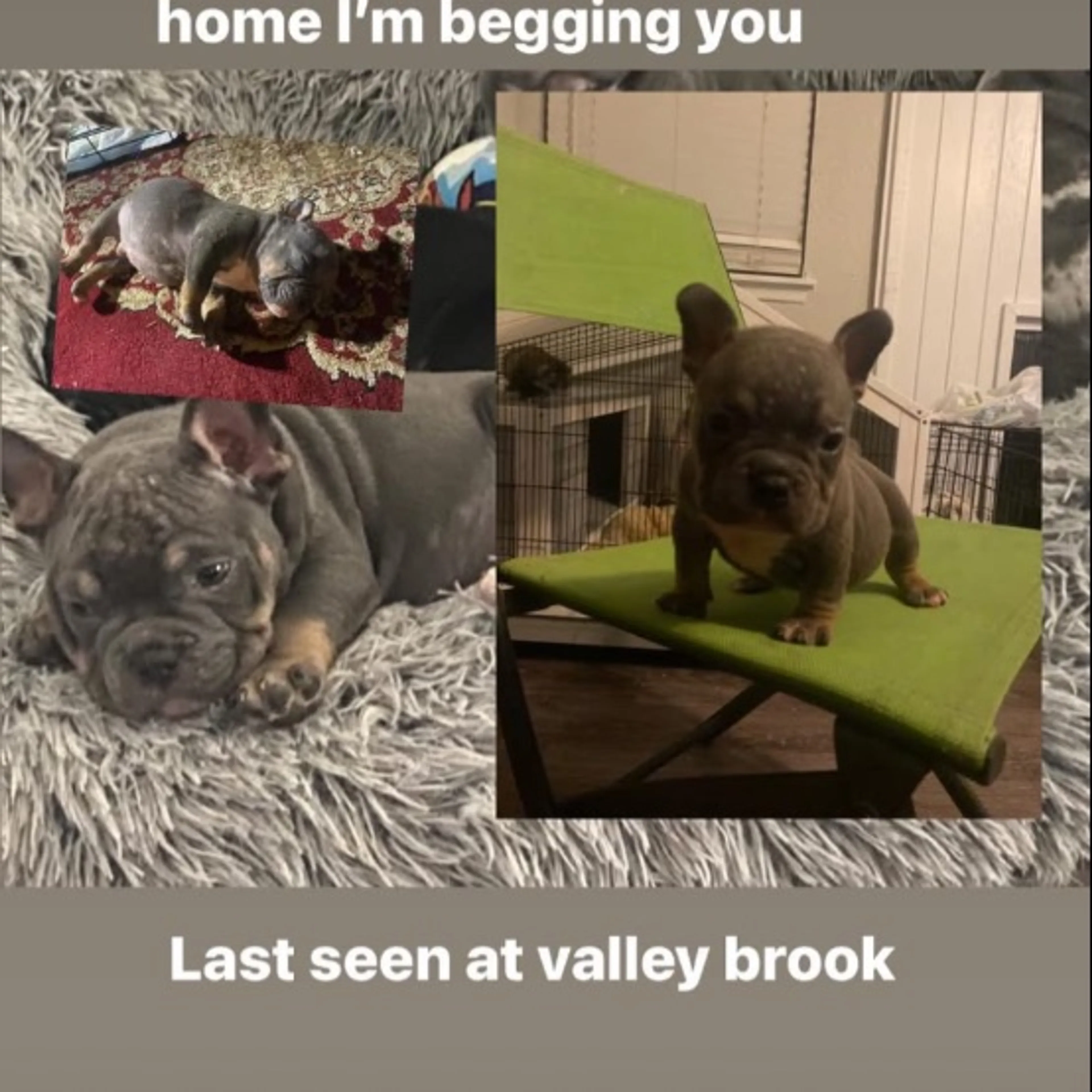 Lost pet-0