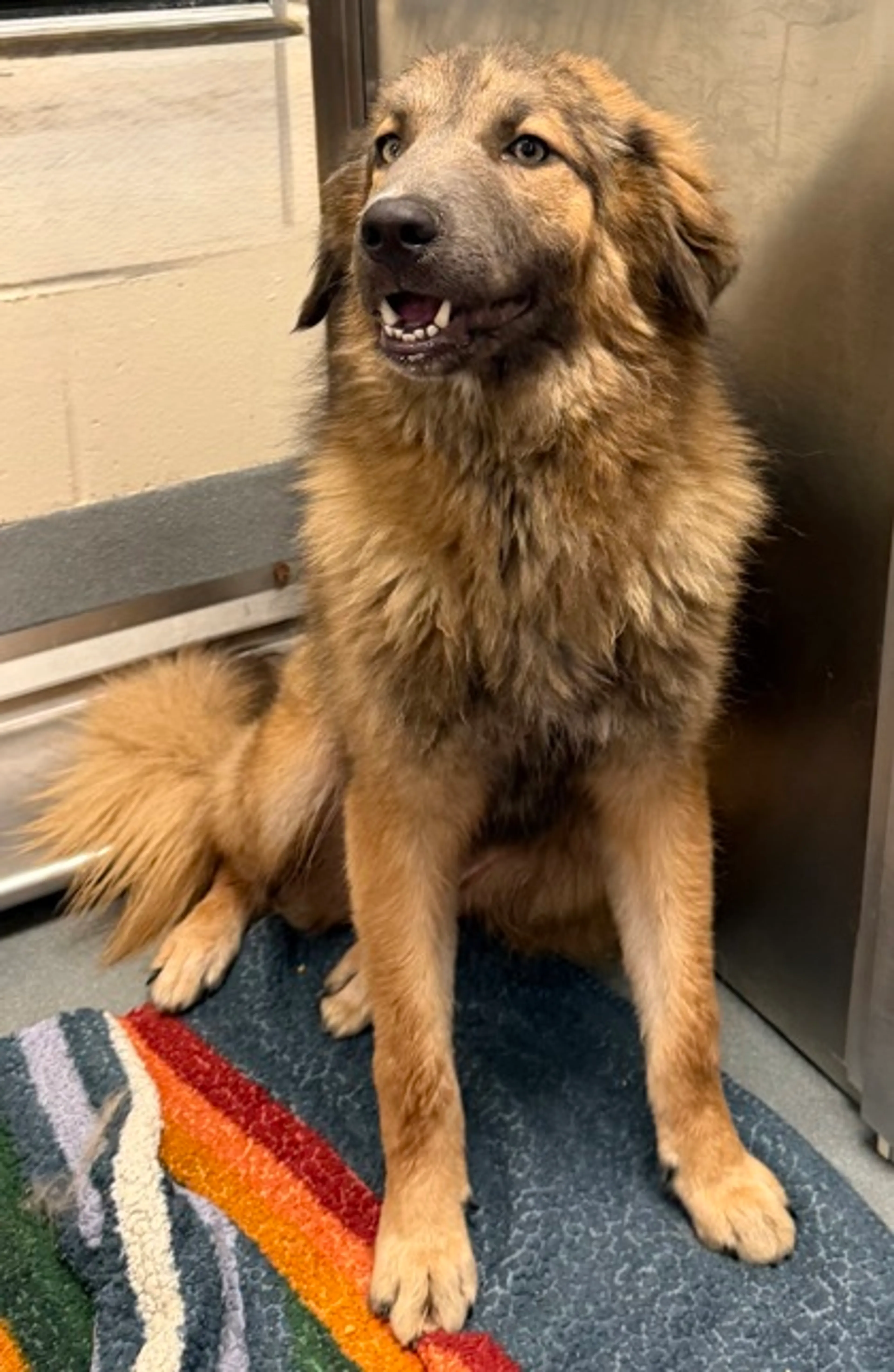 Found pet-1