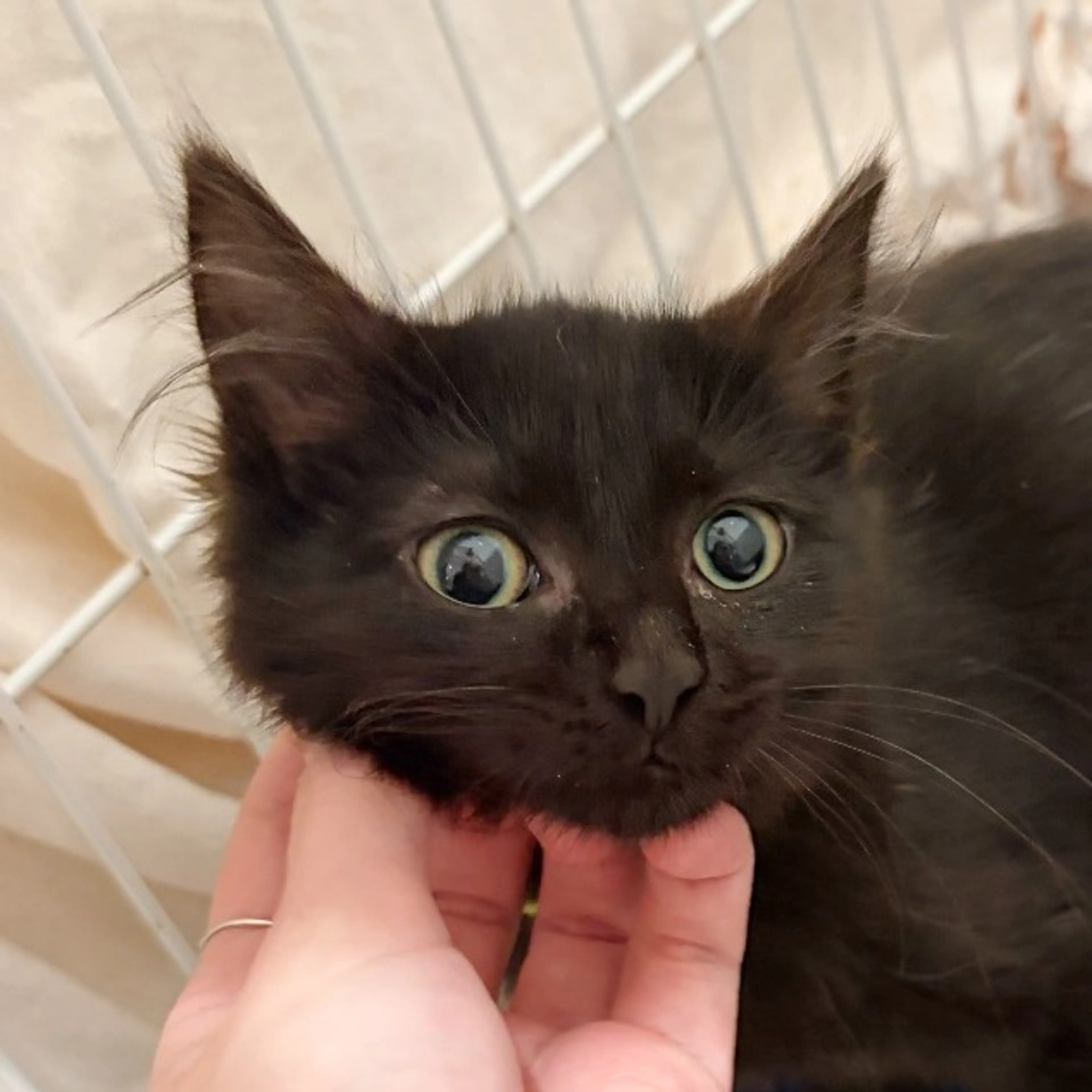 Found pet