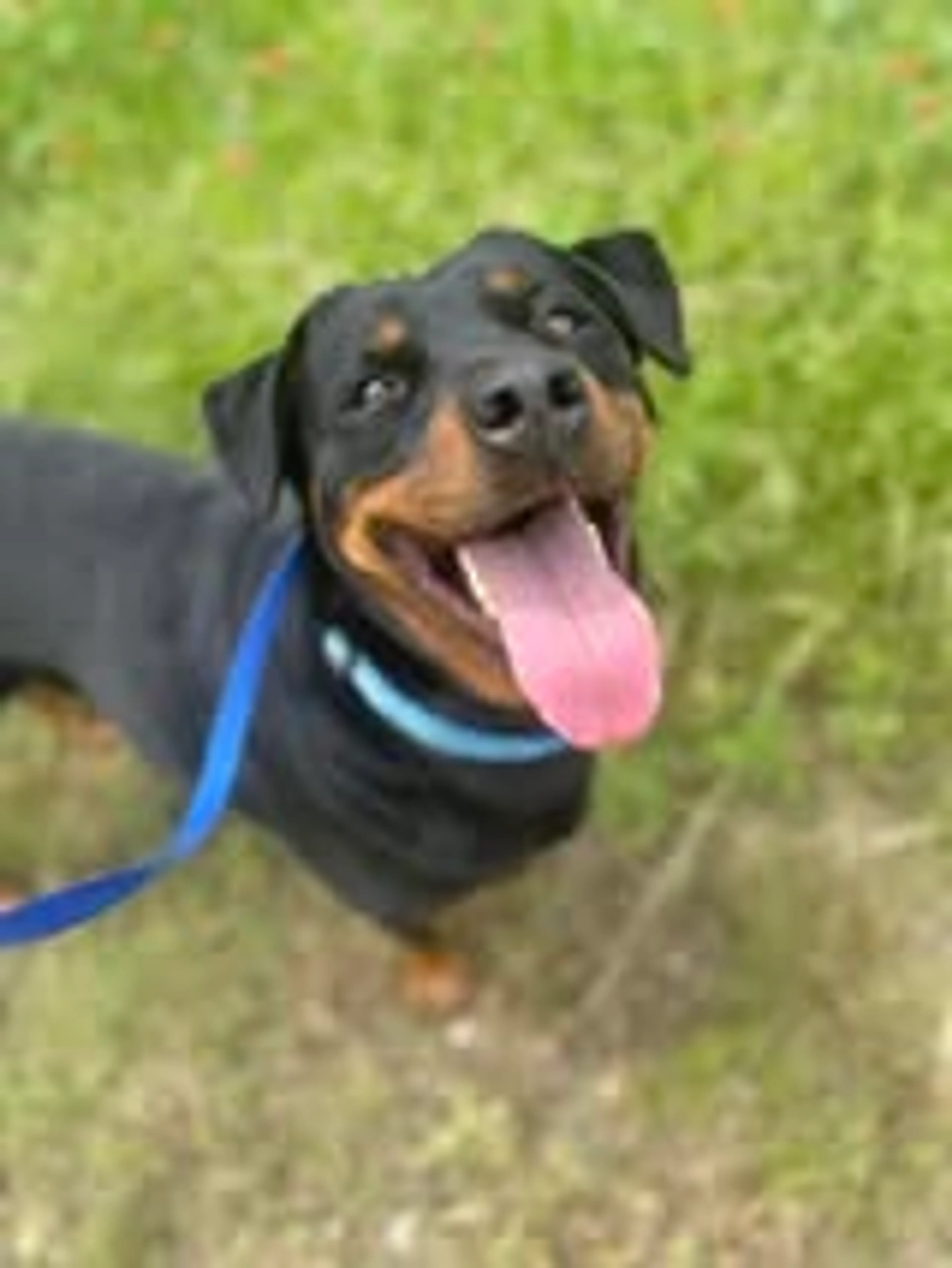 Found pet-1