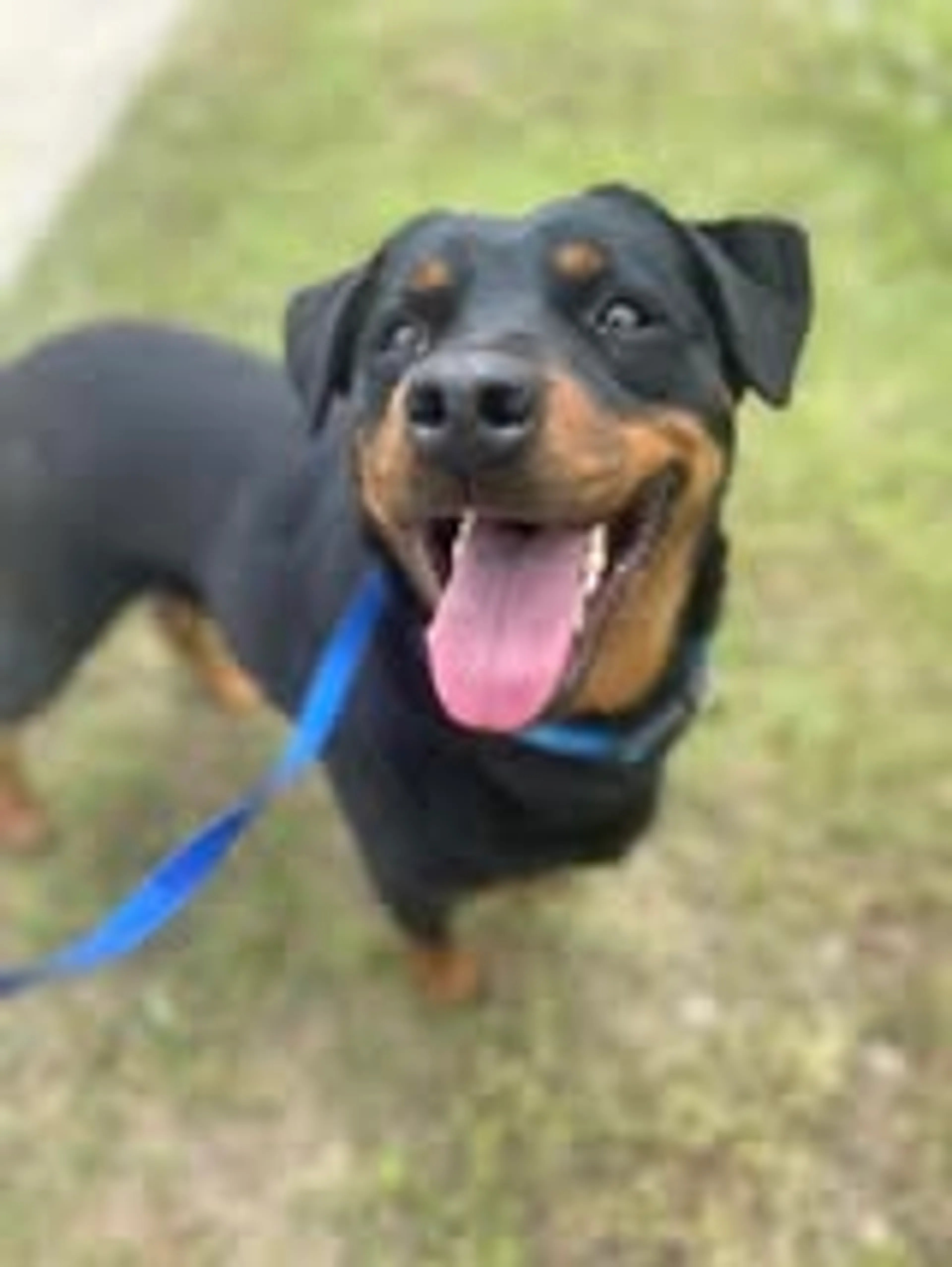 Found pet-2