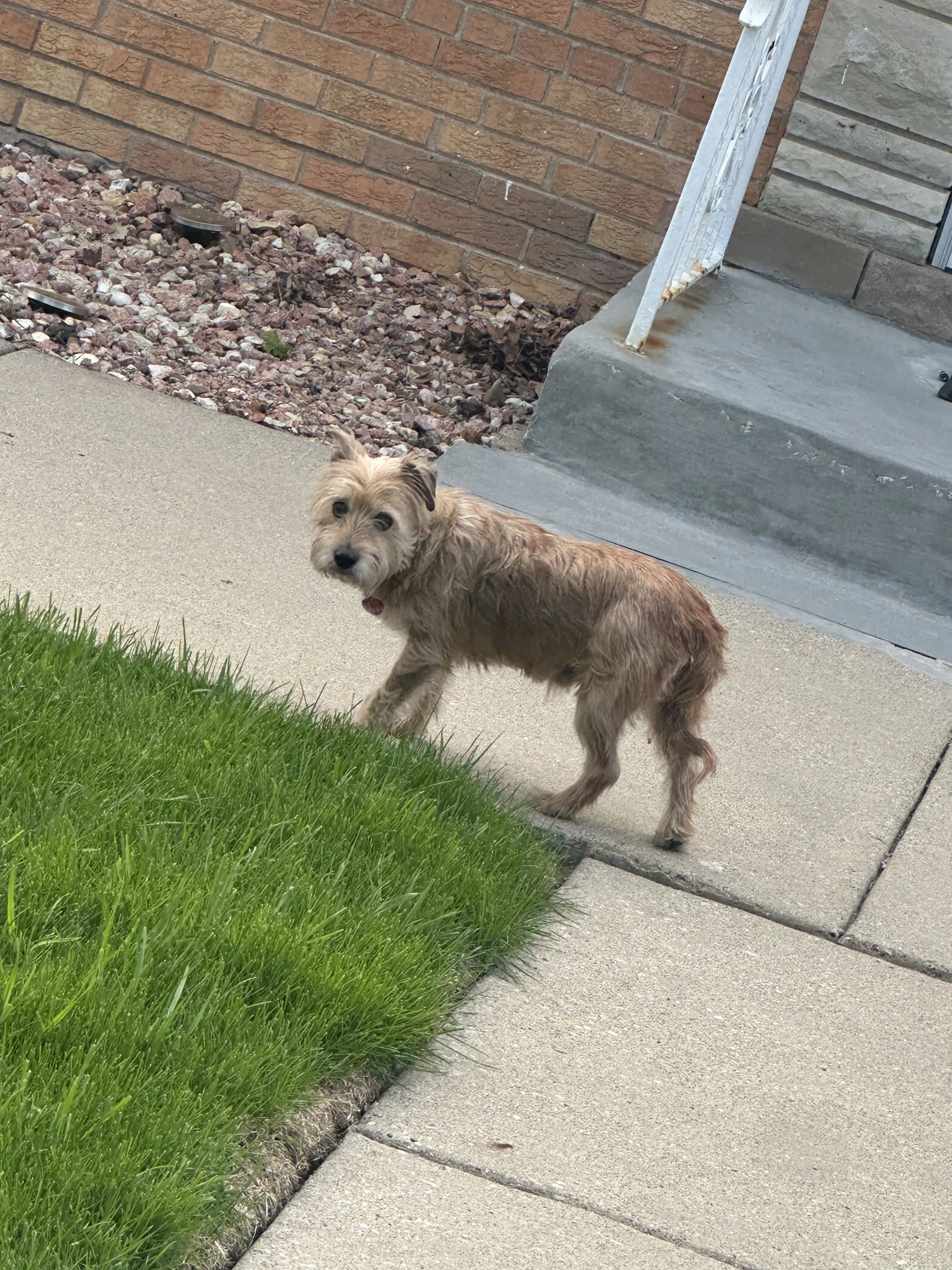 Lost pet