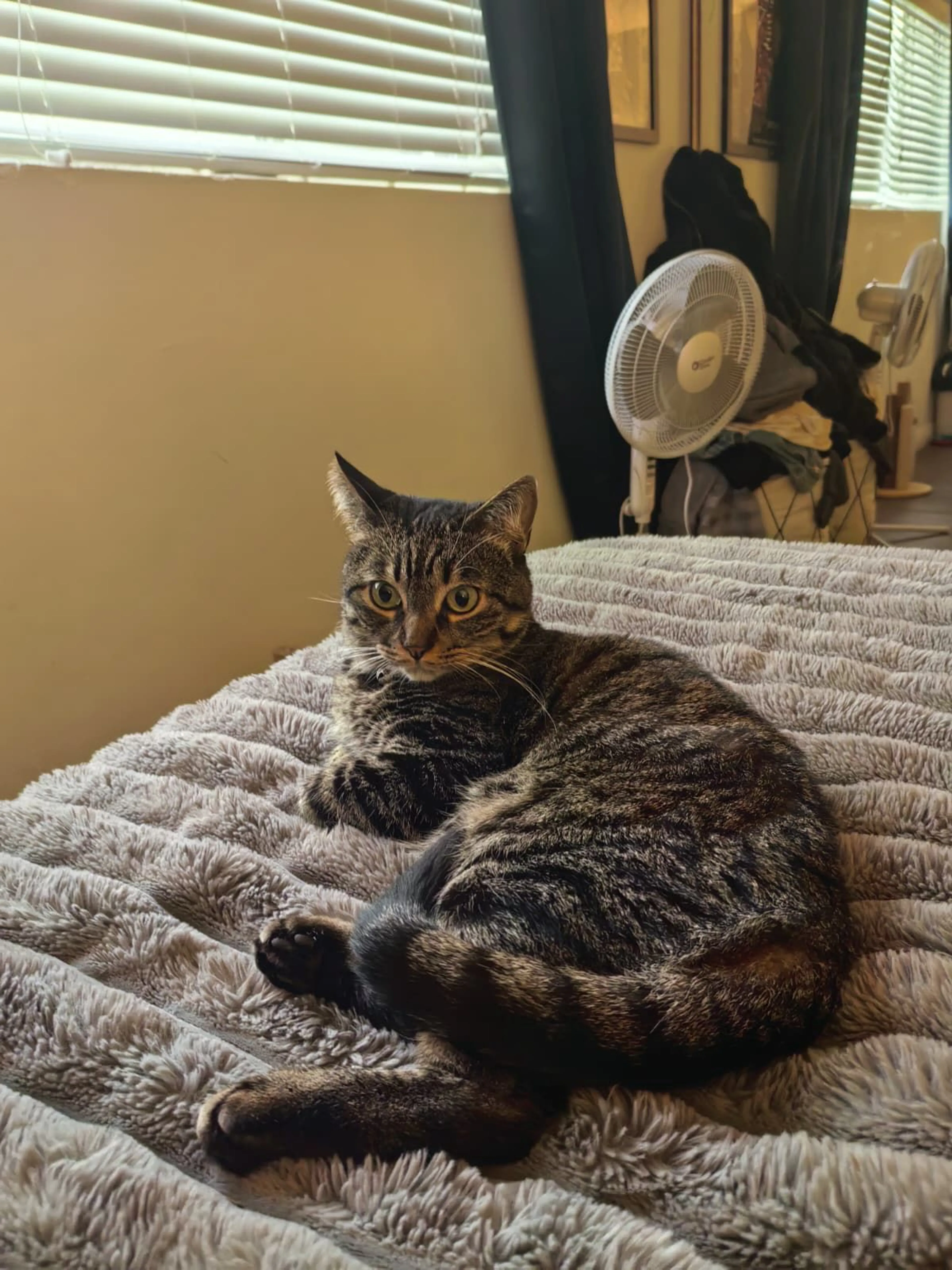 Lost pet
