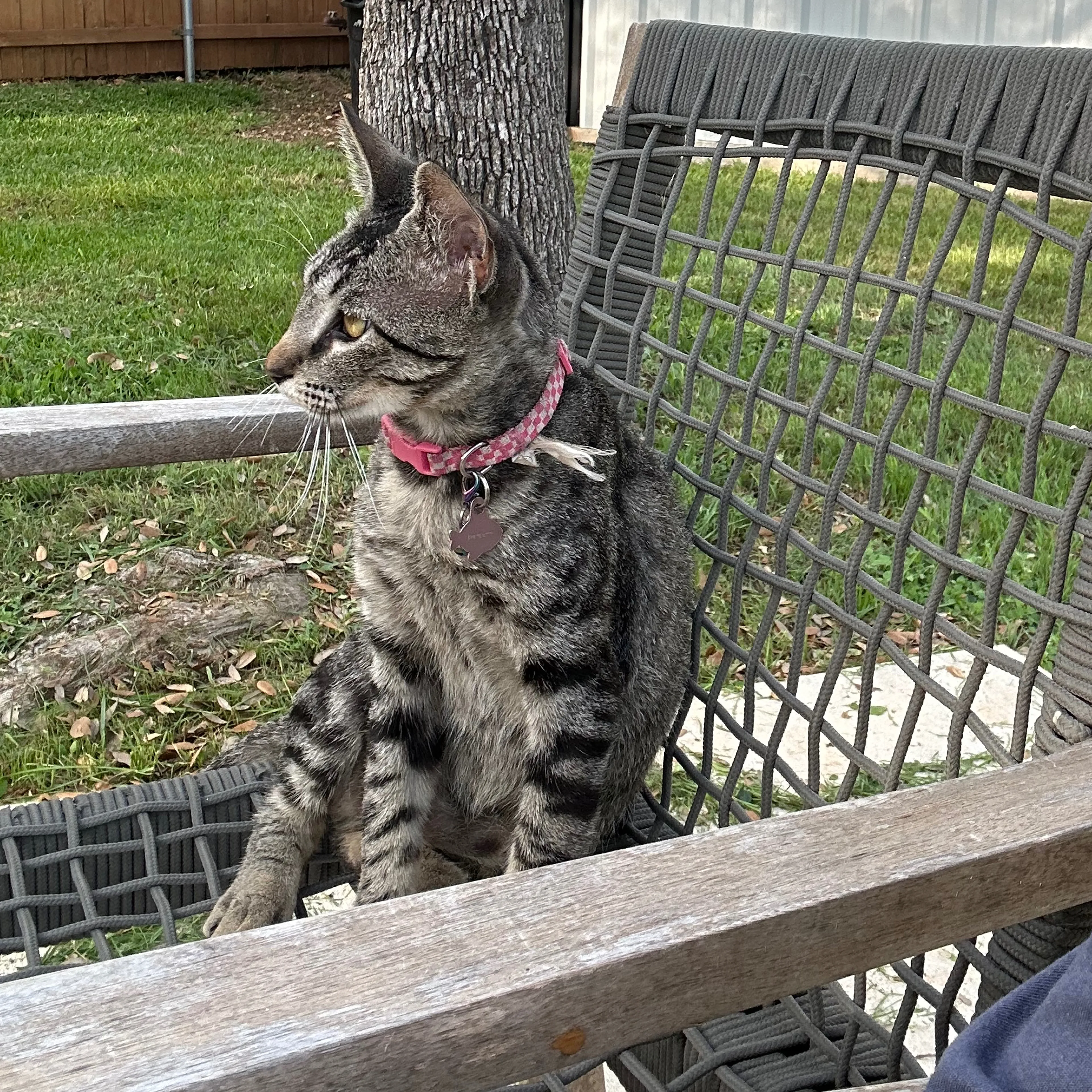 Lost pet-3