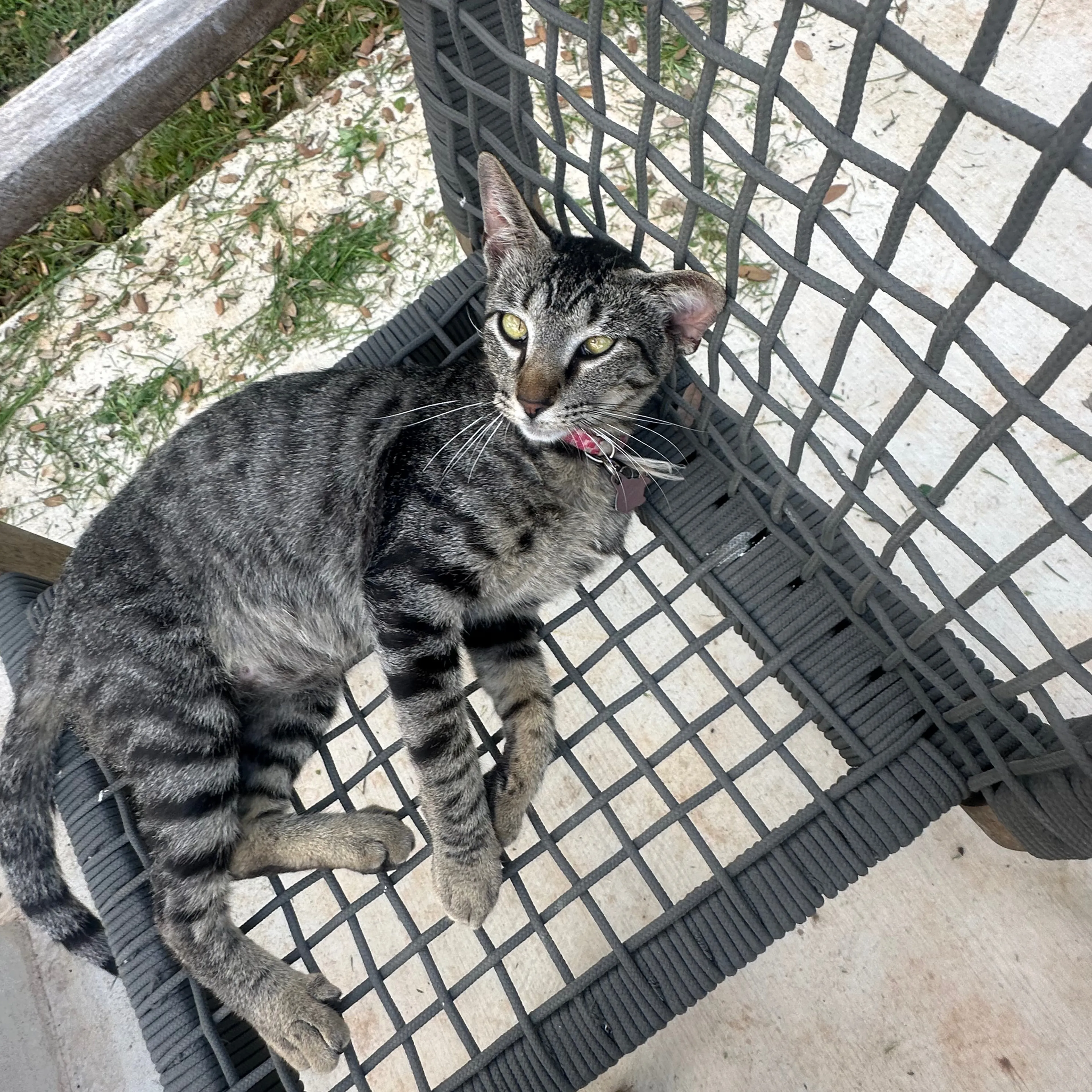 Lost pet-1