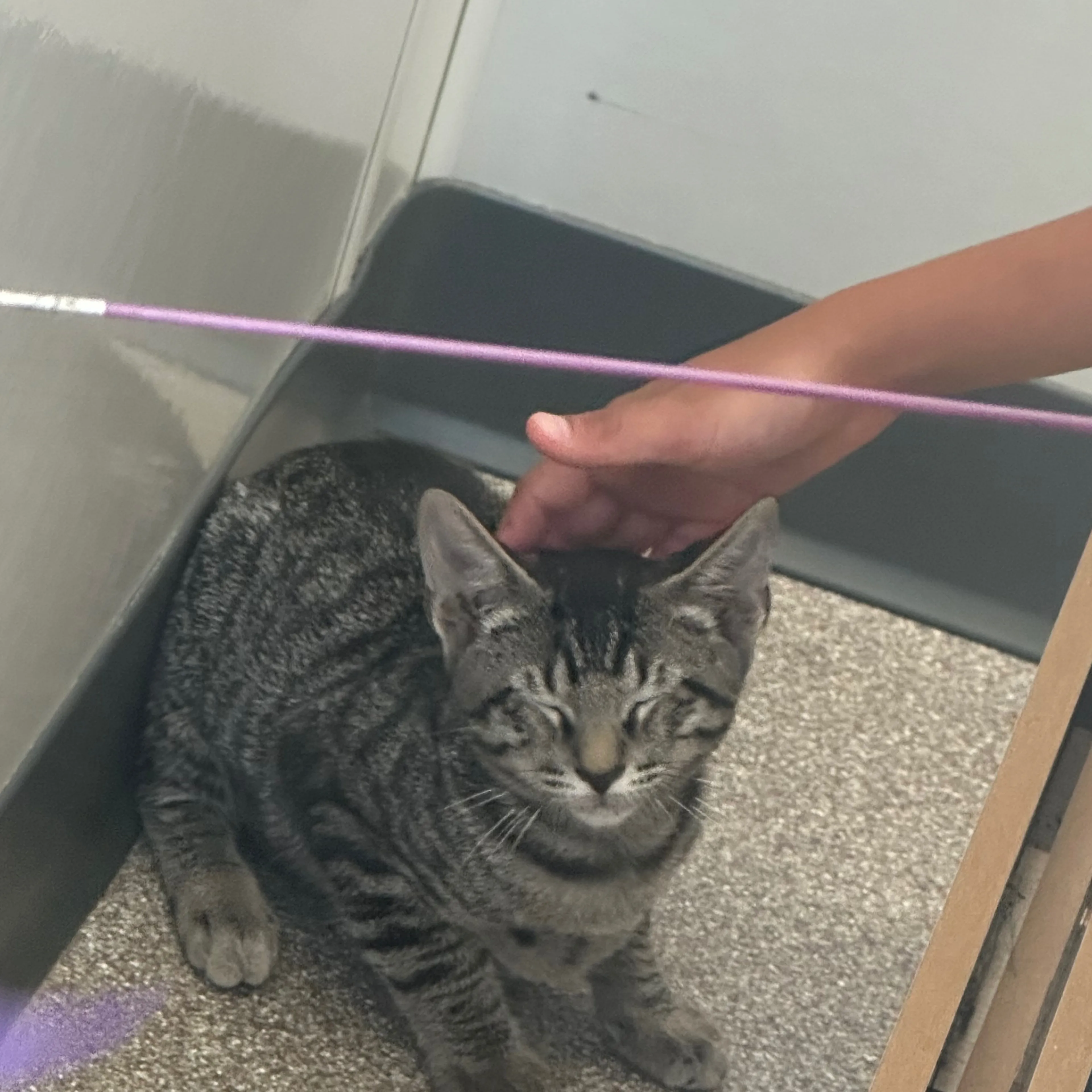 Lost pet-2