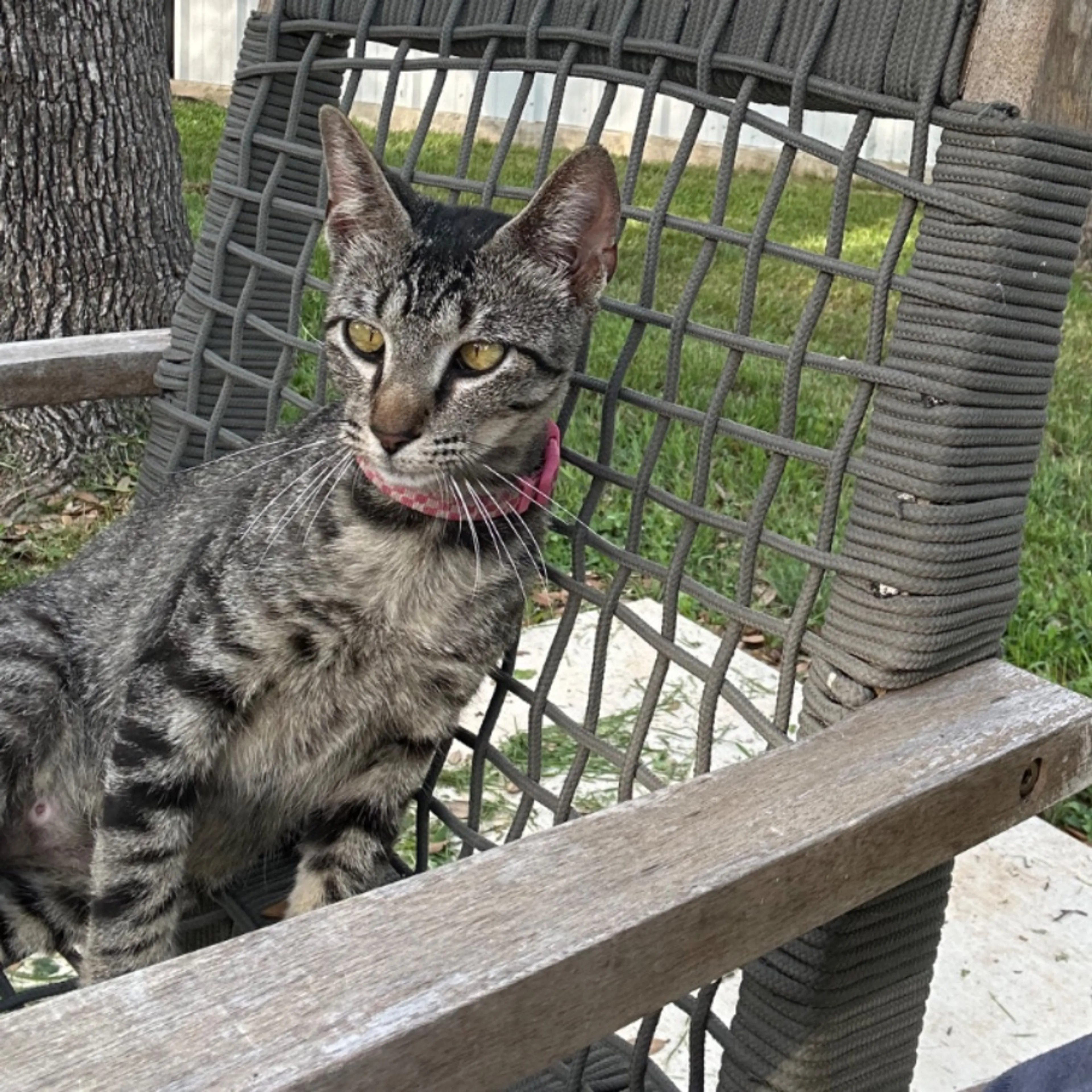 Lost pet-0