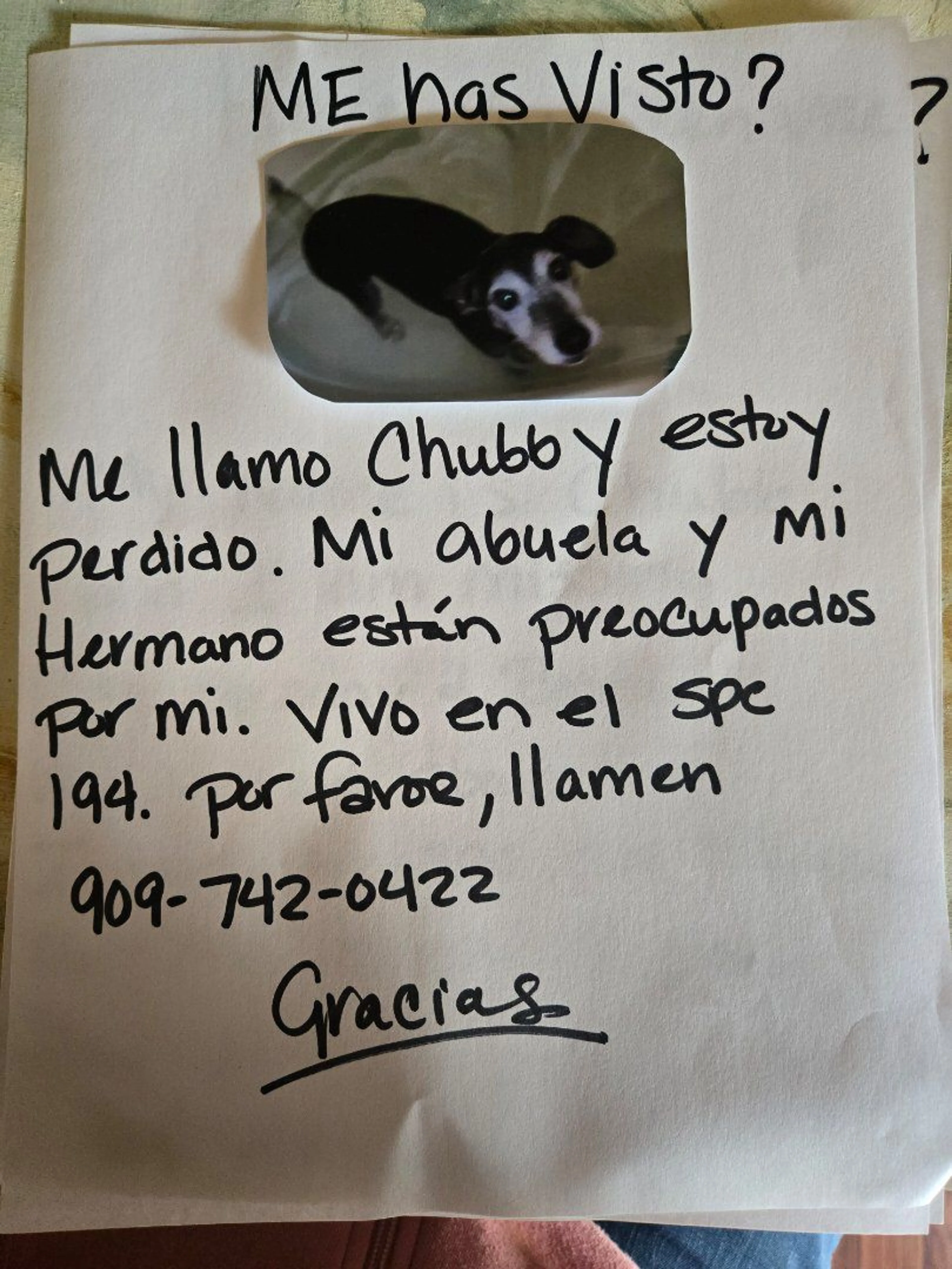 Lost pet