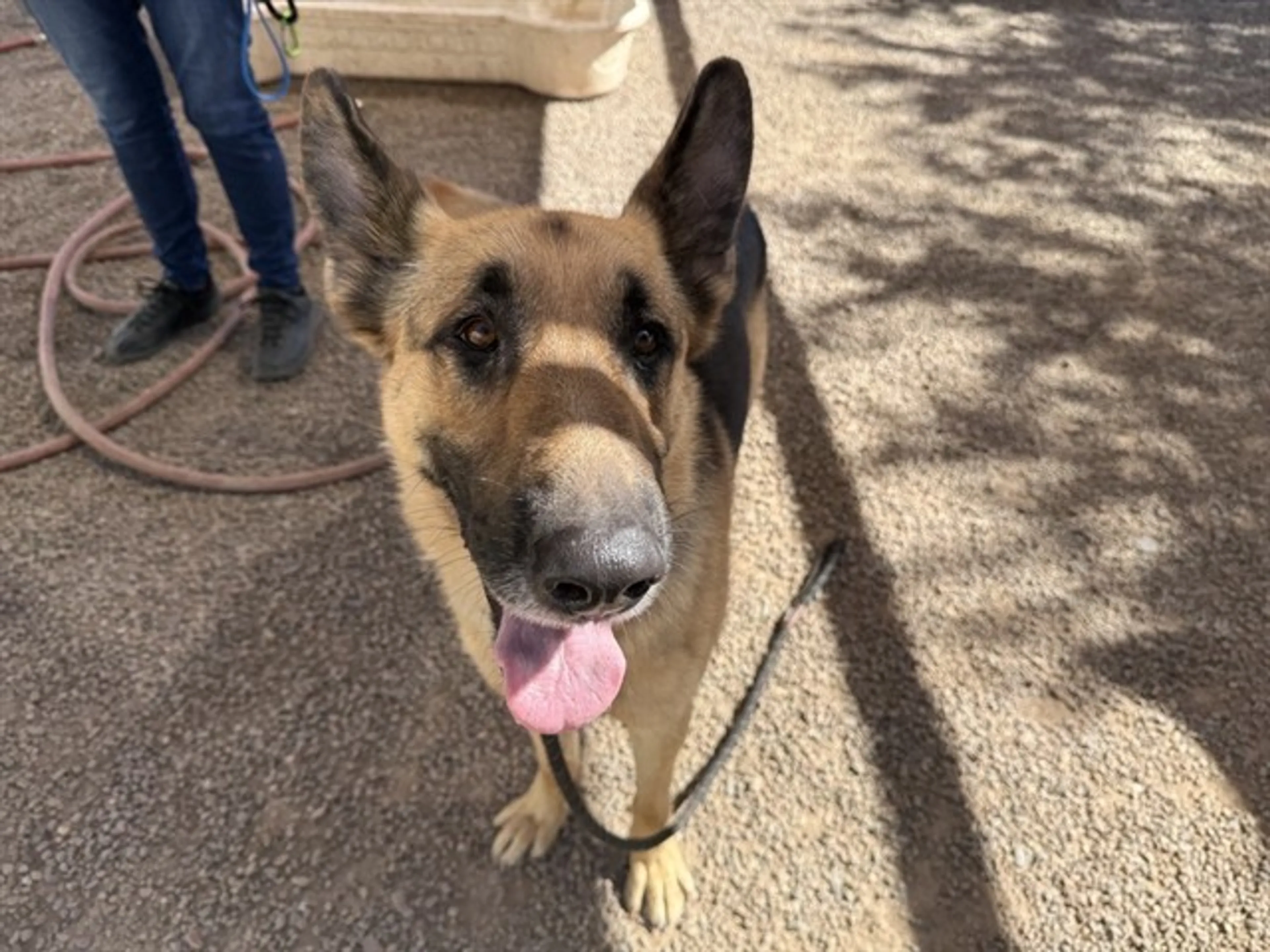 Found pet