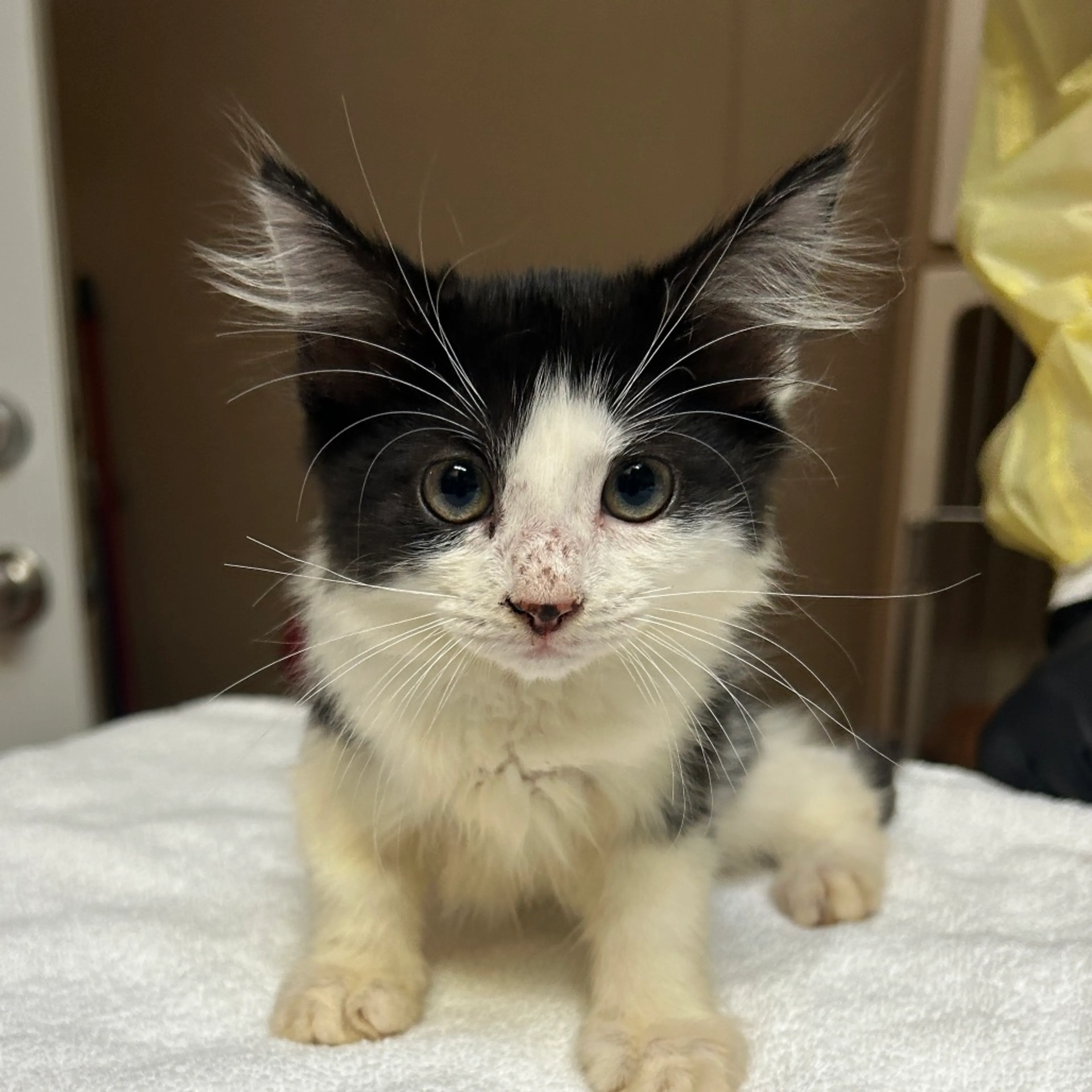 Found pet