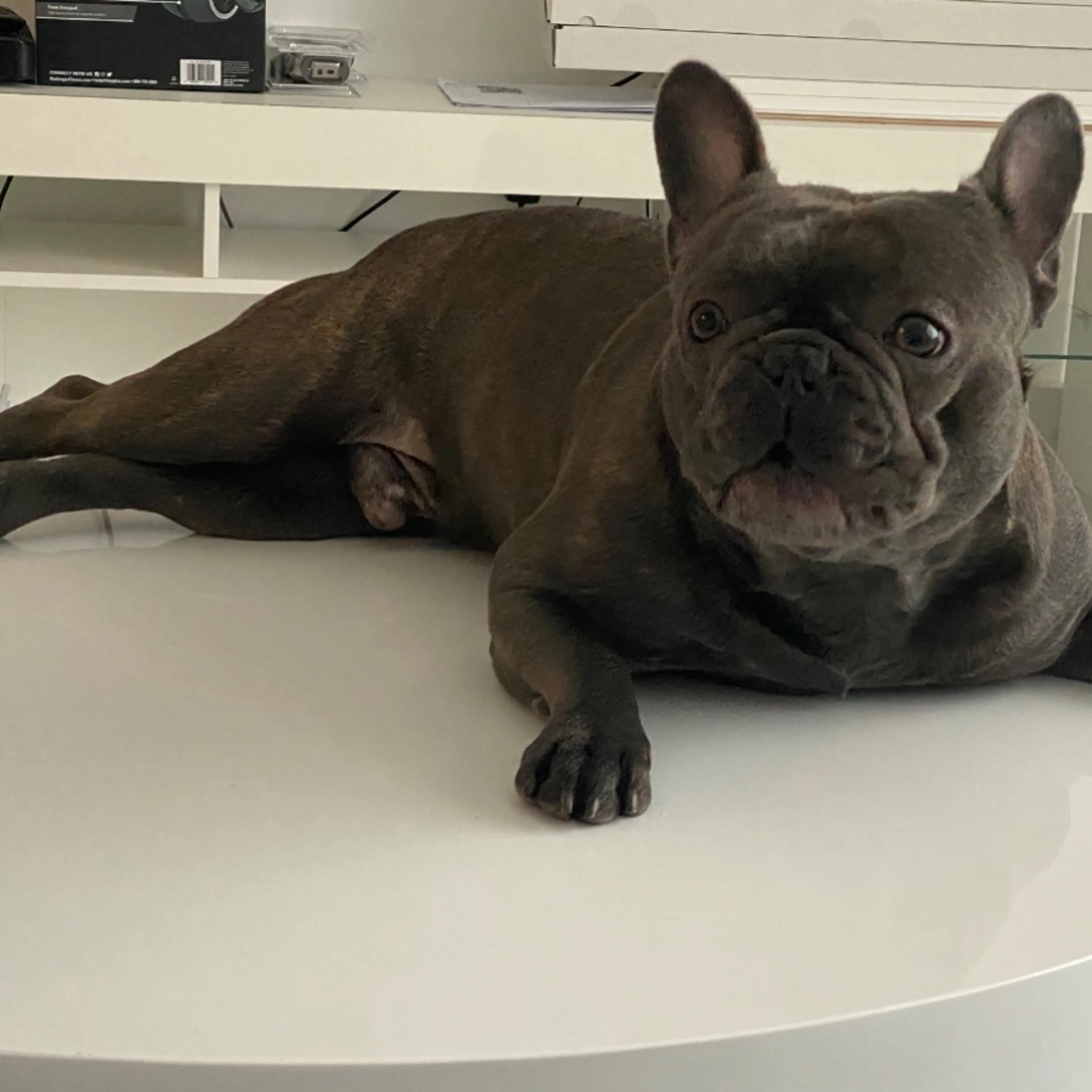 Lost pet