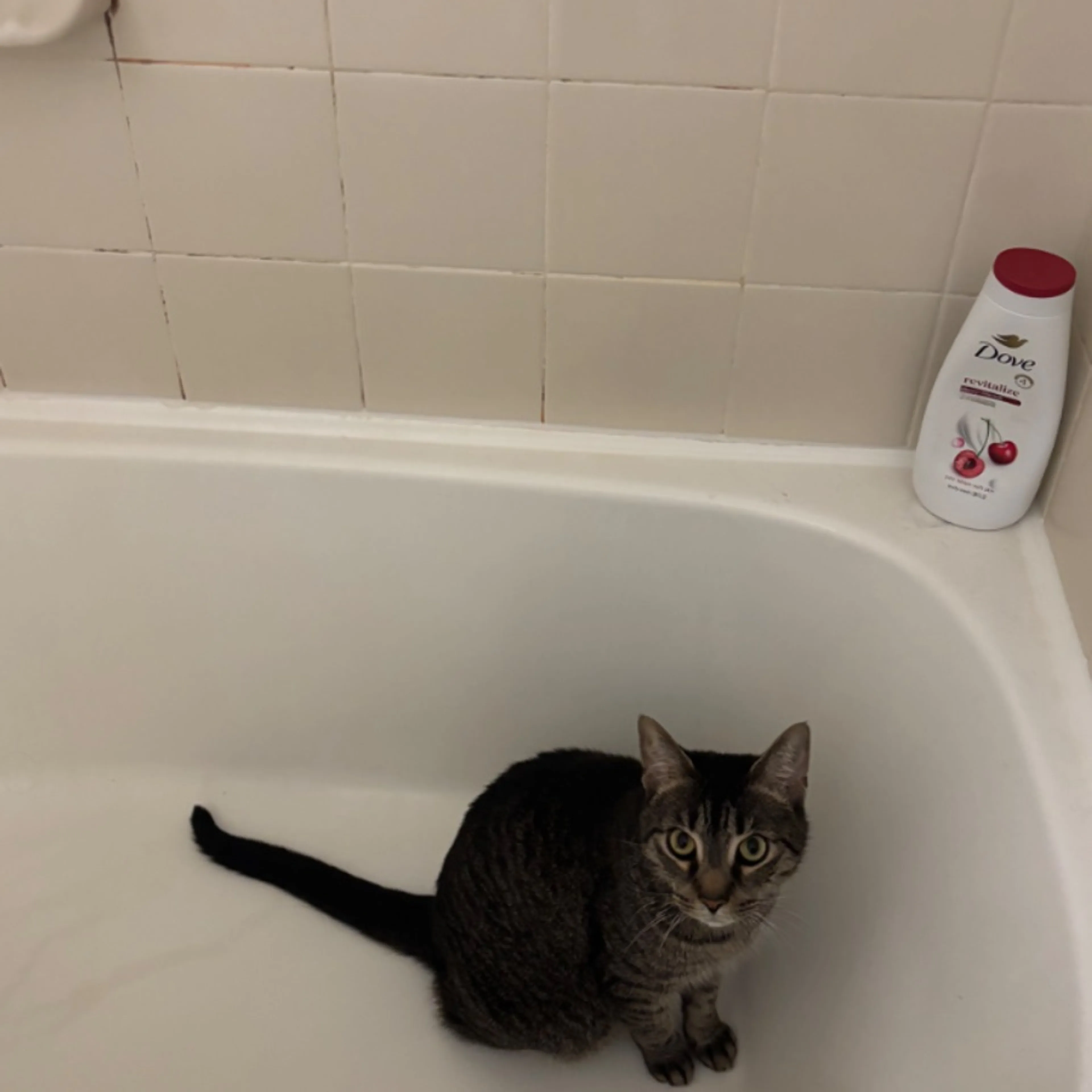 Lost pet