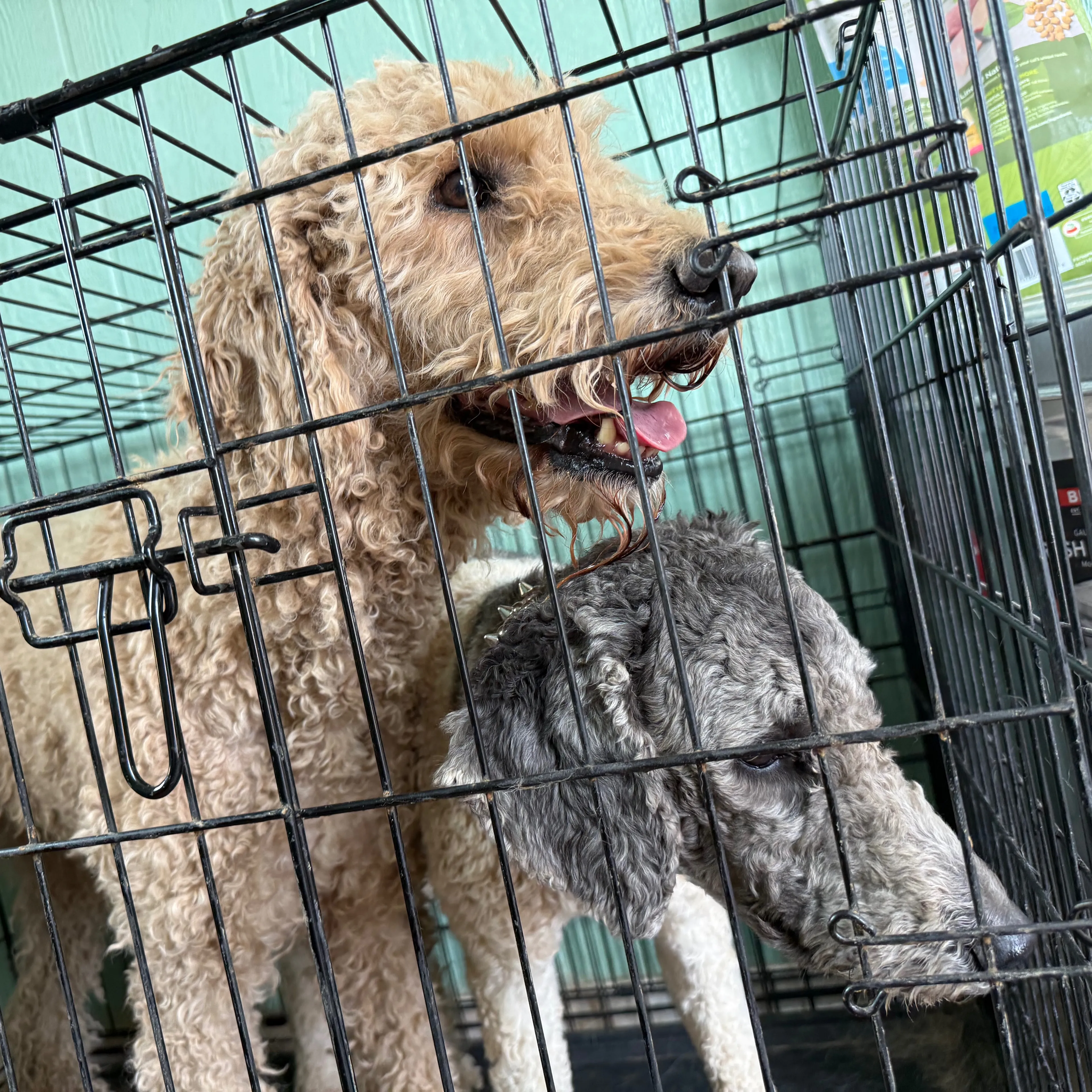 Found pet-2
