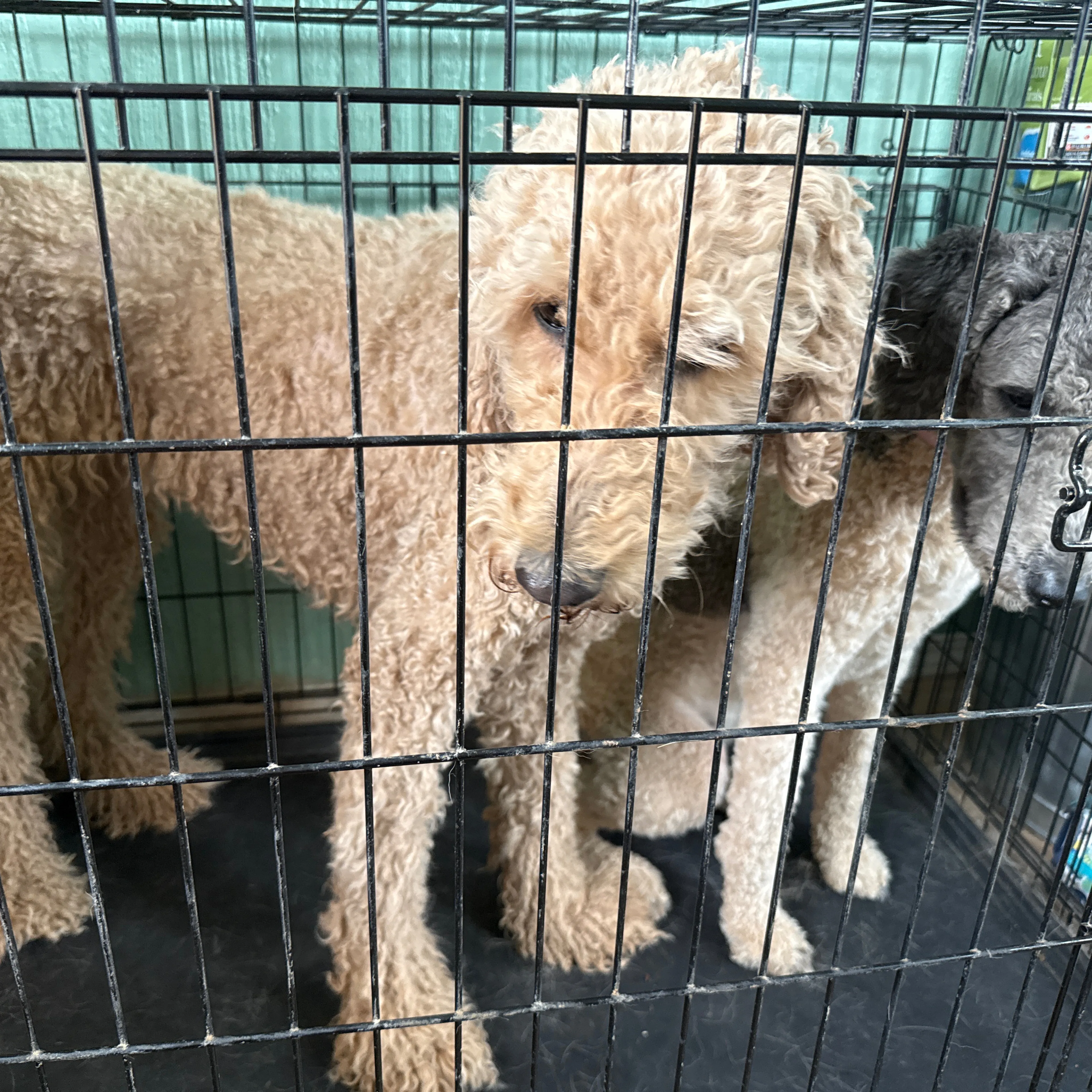 Found pet-1
