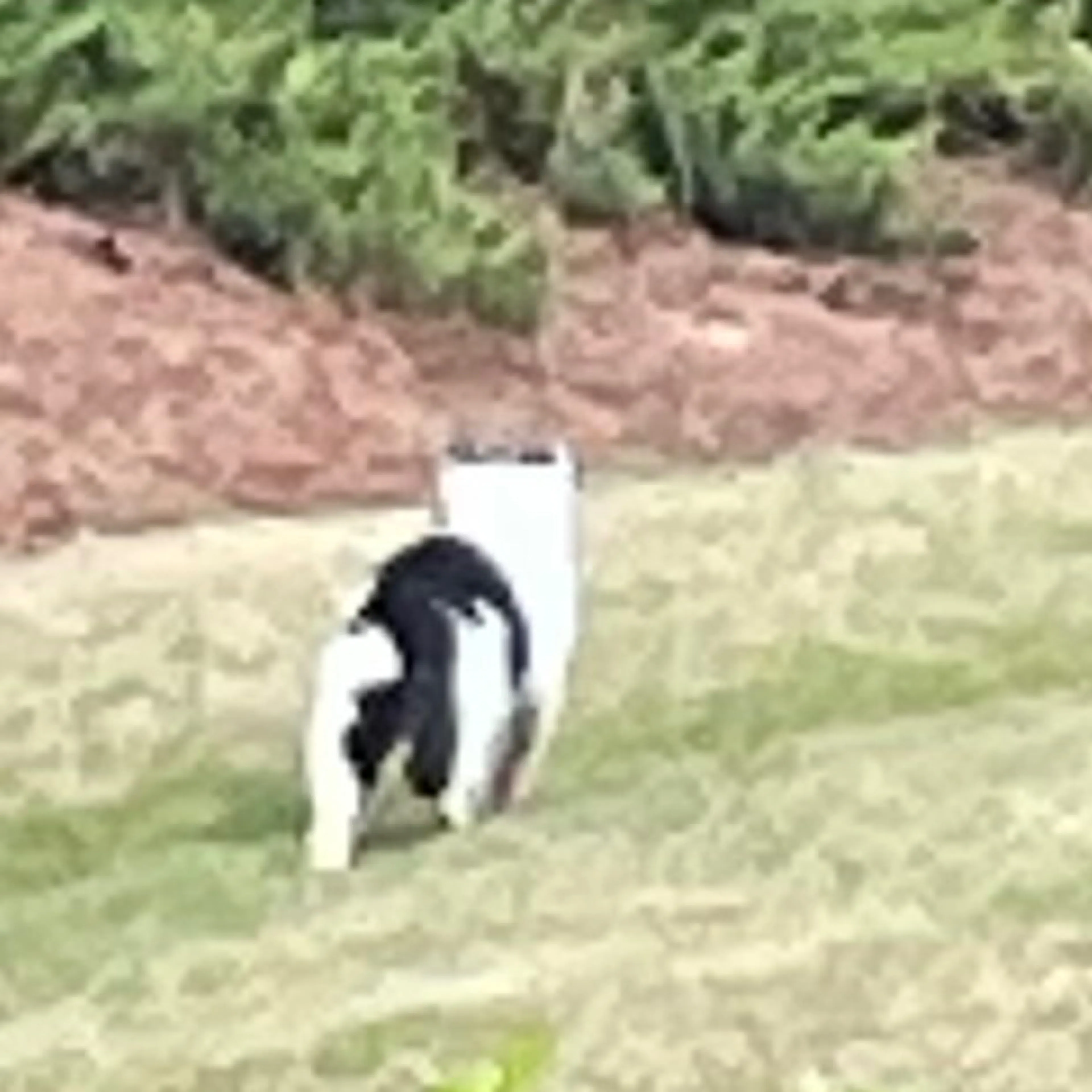 Found pet-1
