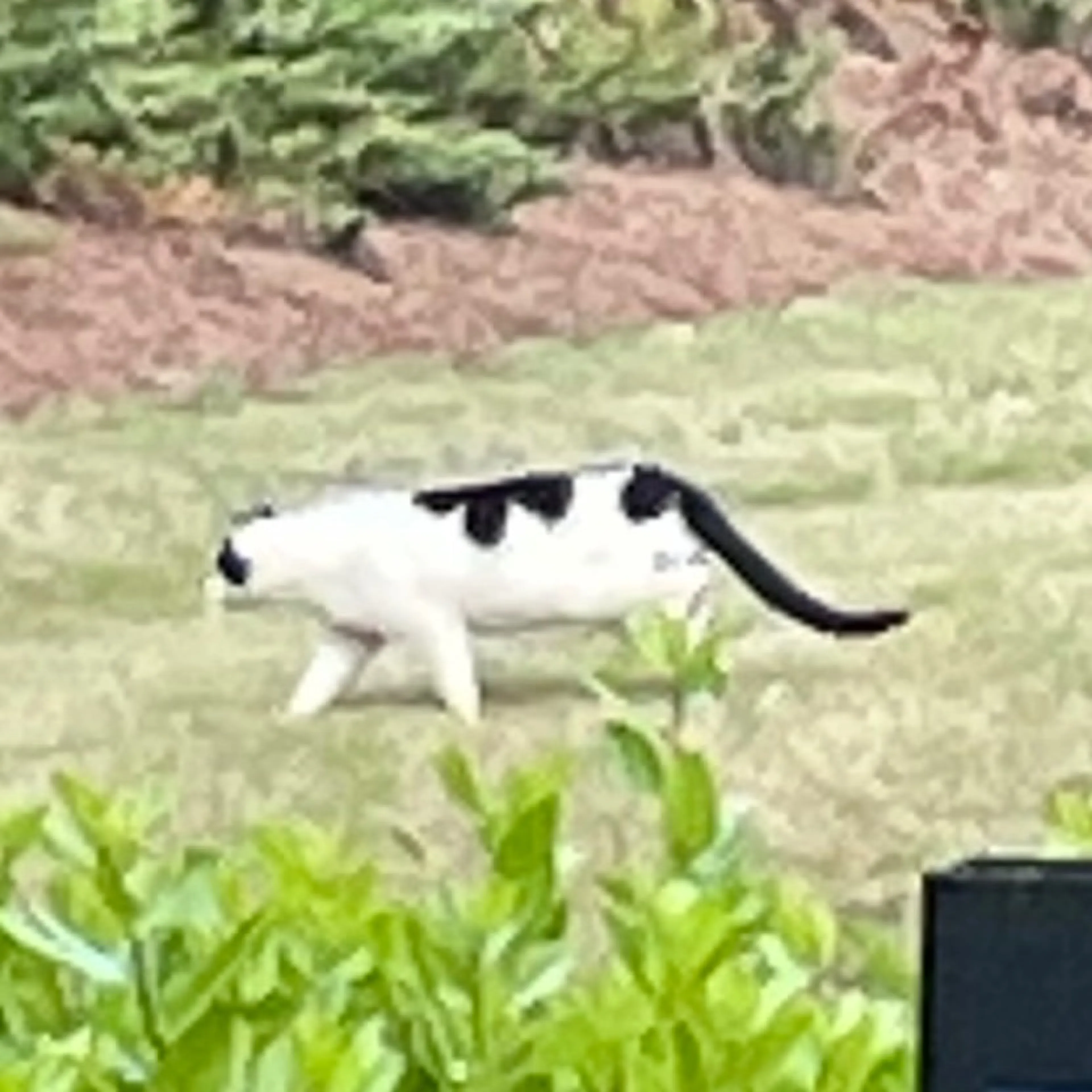 Found pet-0