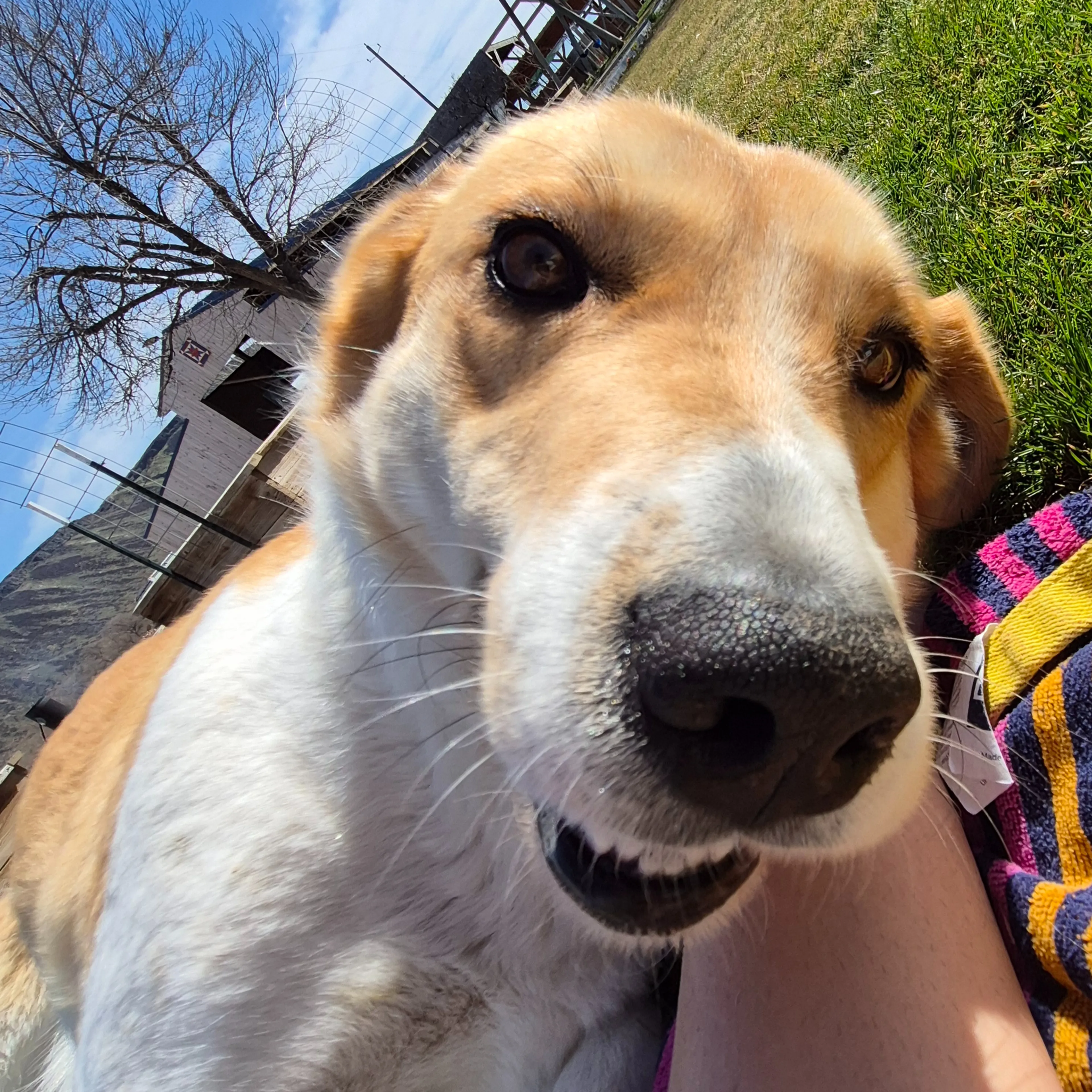 Lost pet-2