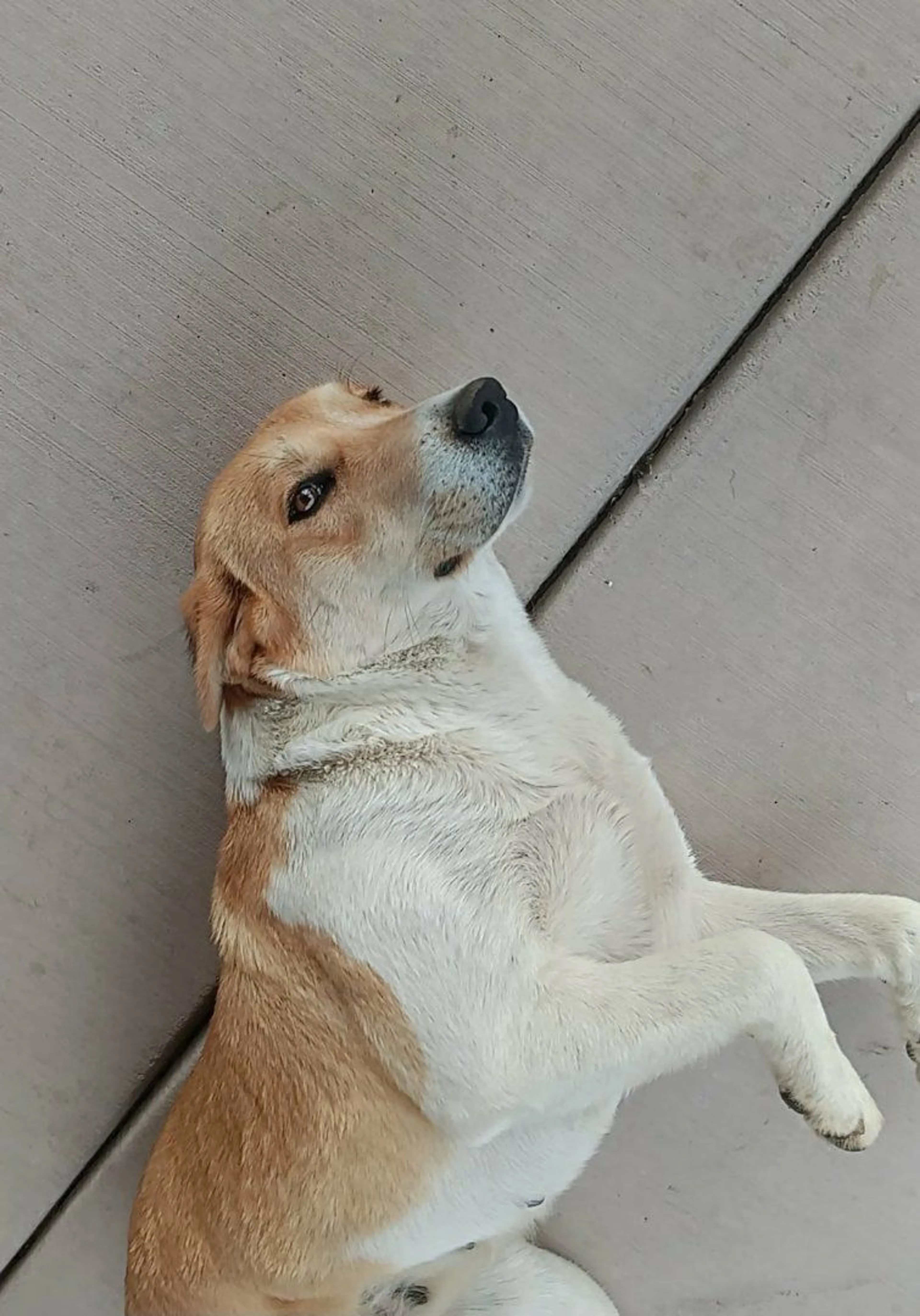 Lost pet-0