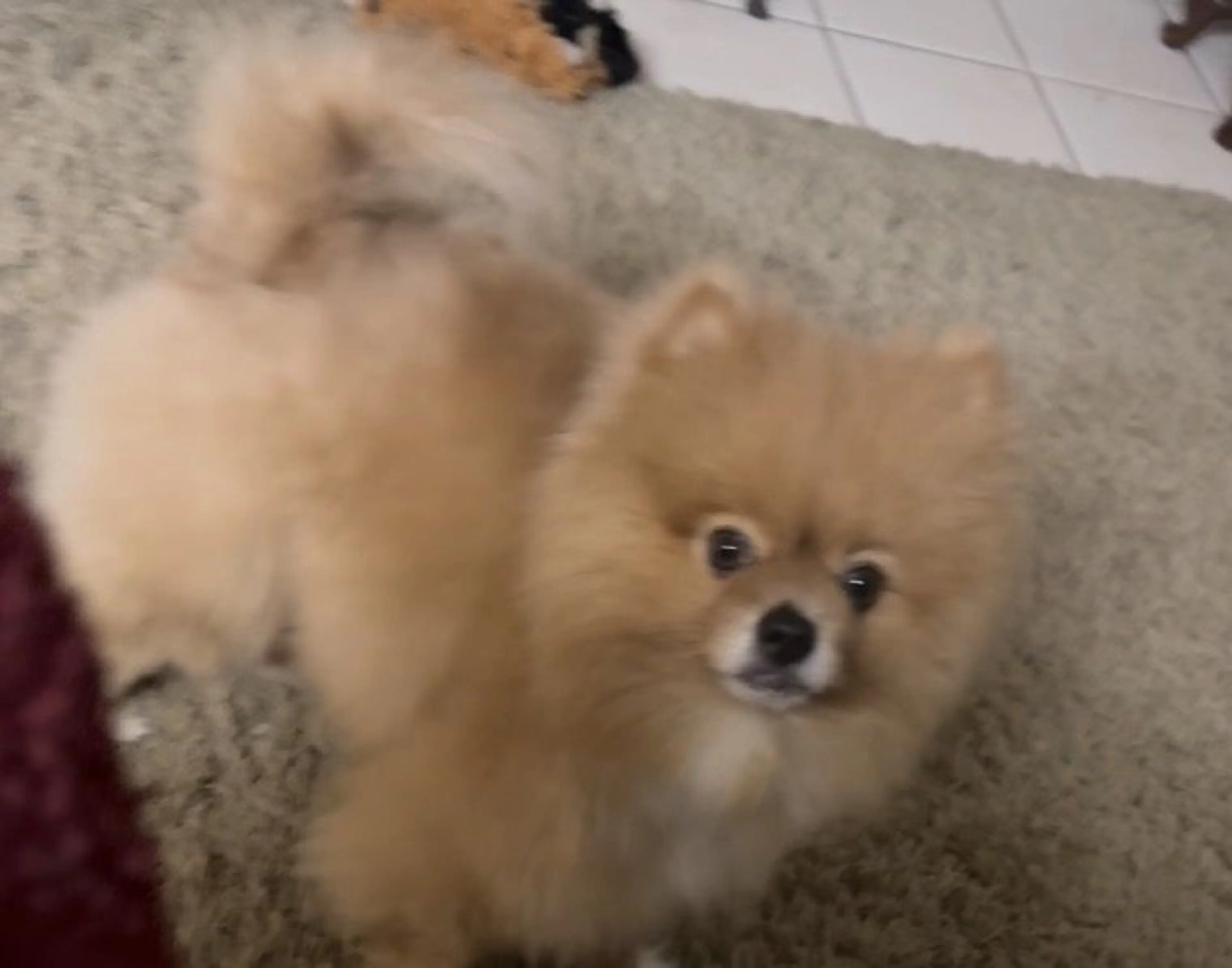 Lost pet