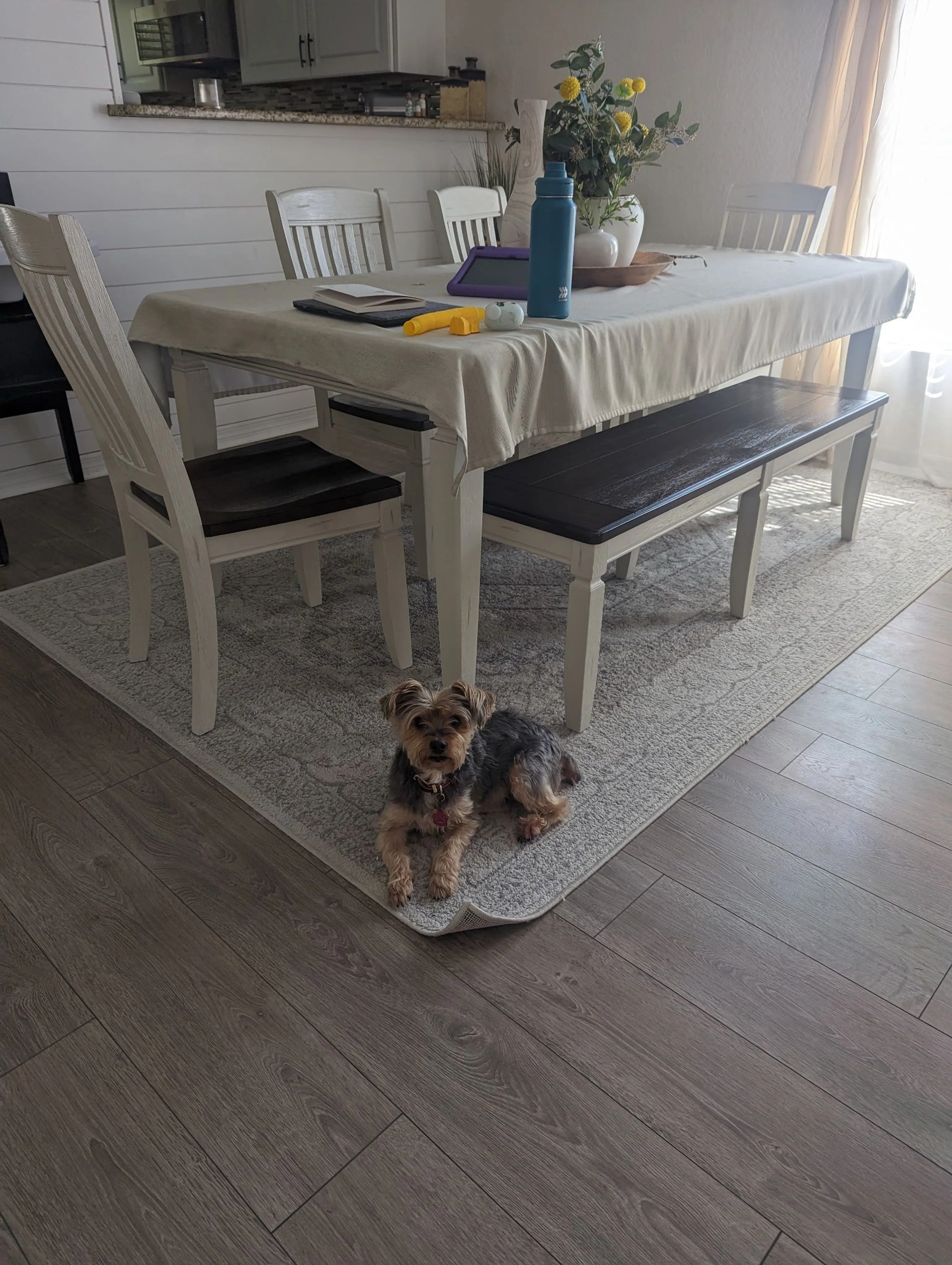 Lost pet