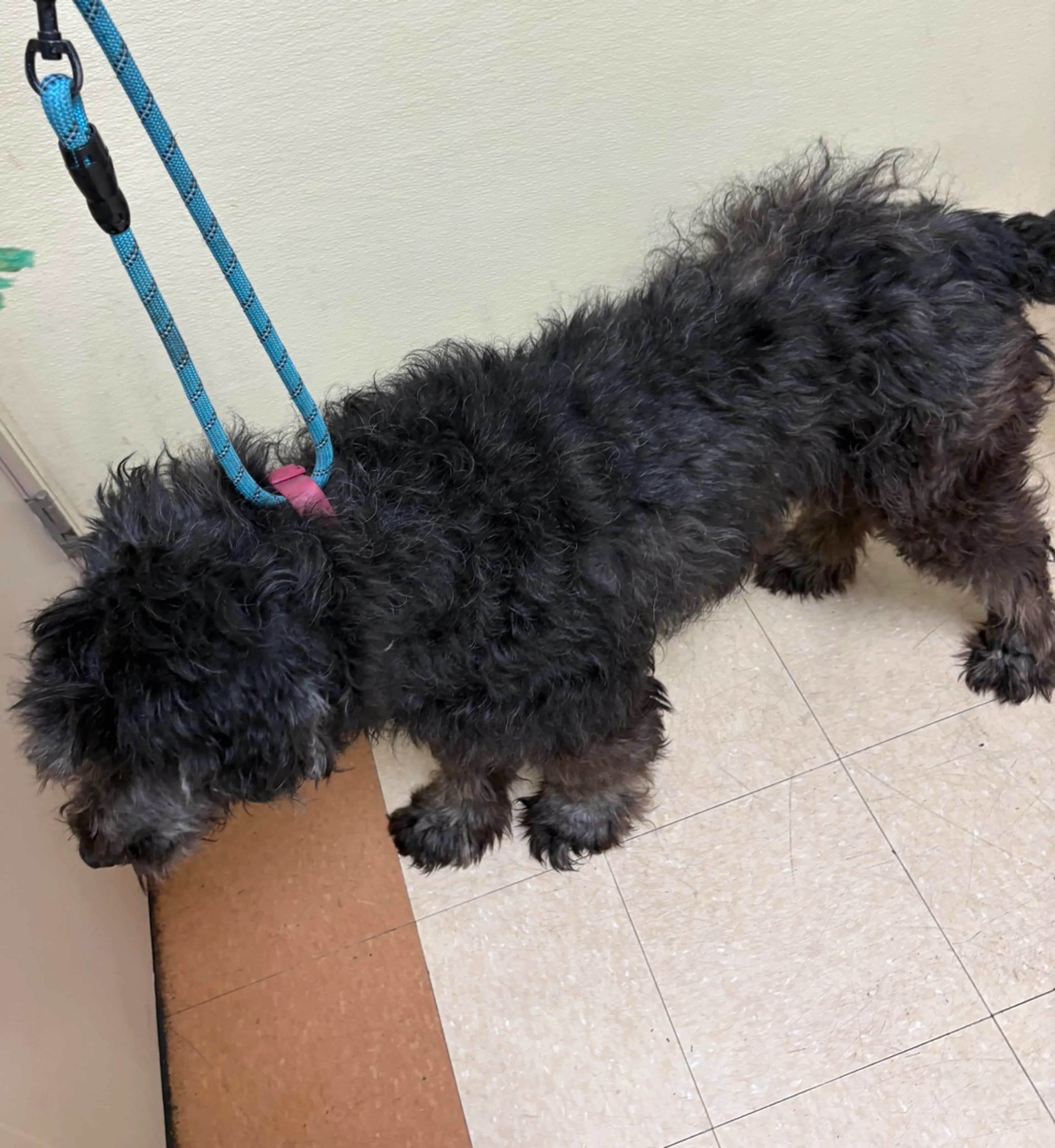 Found pet-1