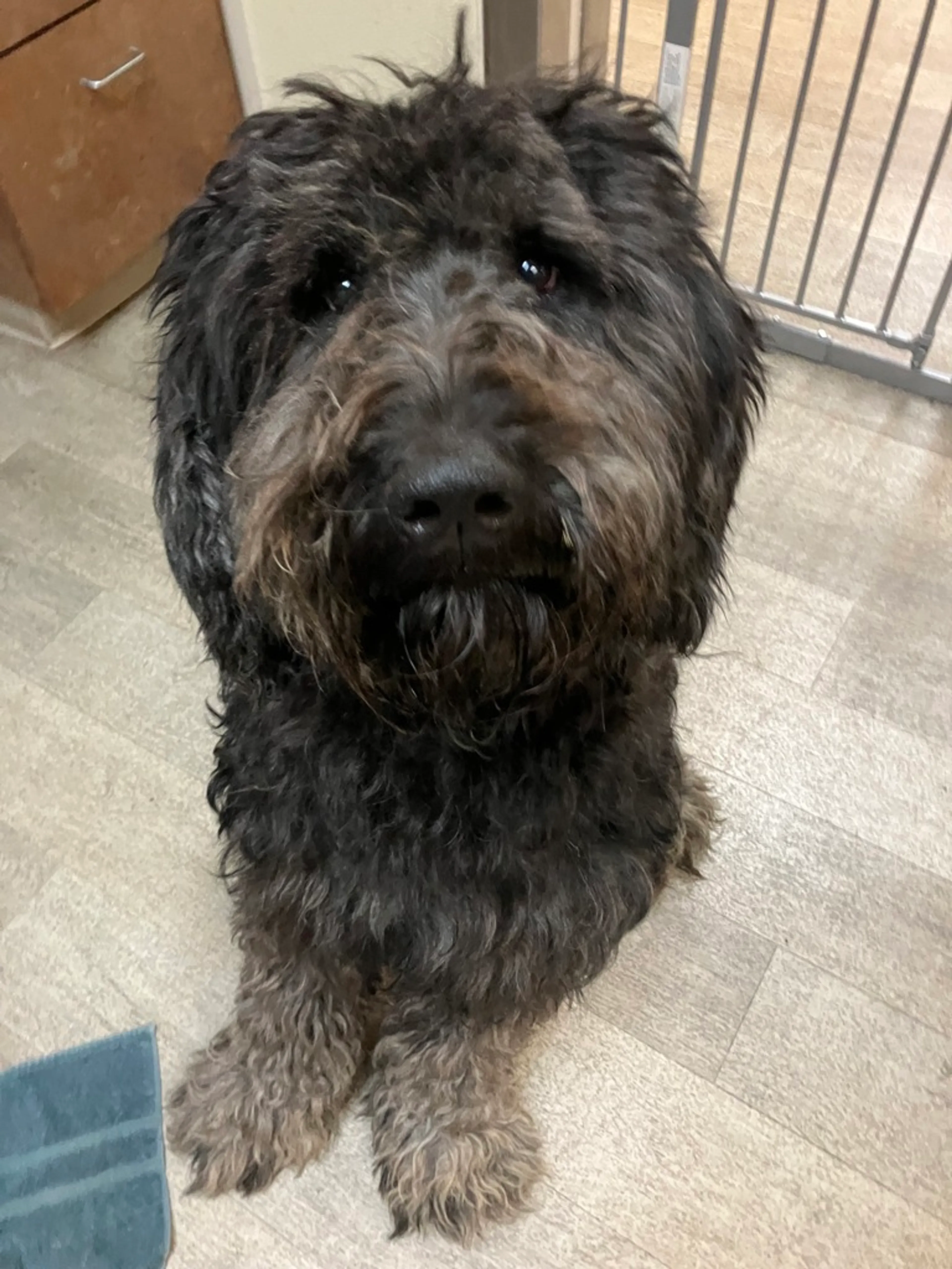 Found pet-2