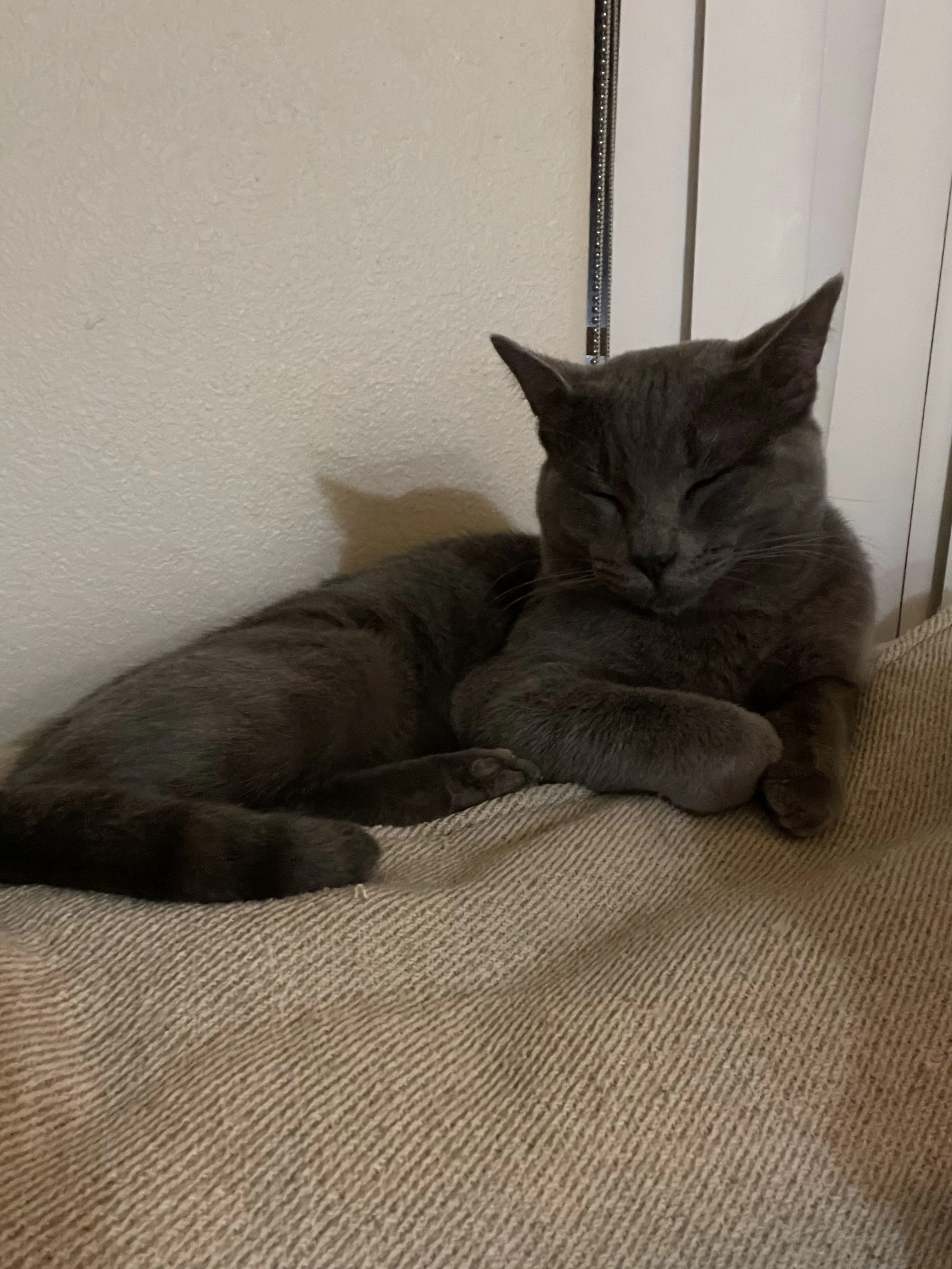 Lost pet