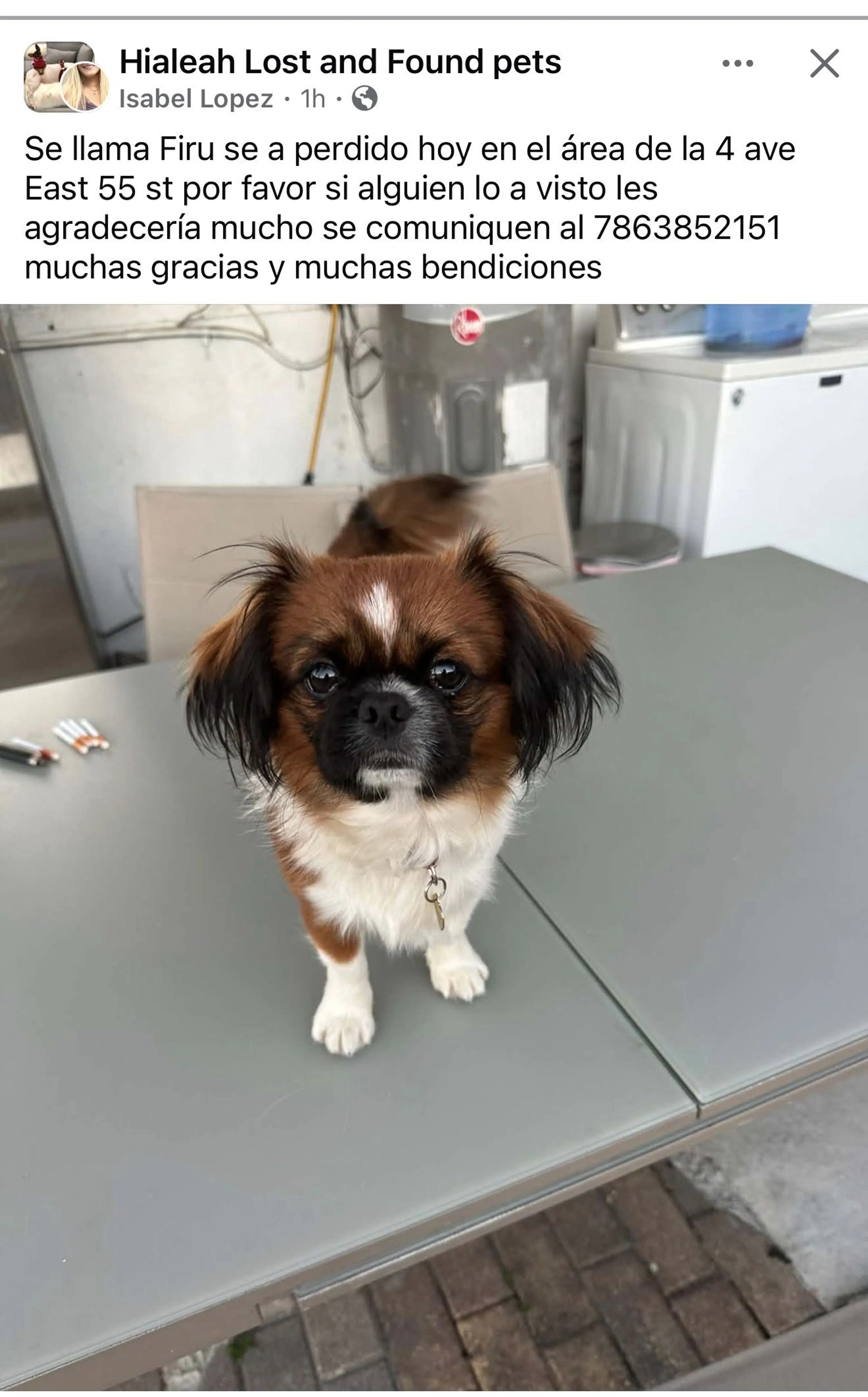 Lost pet