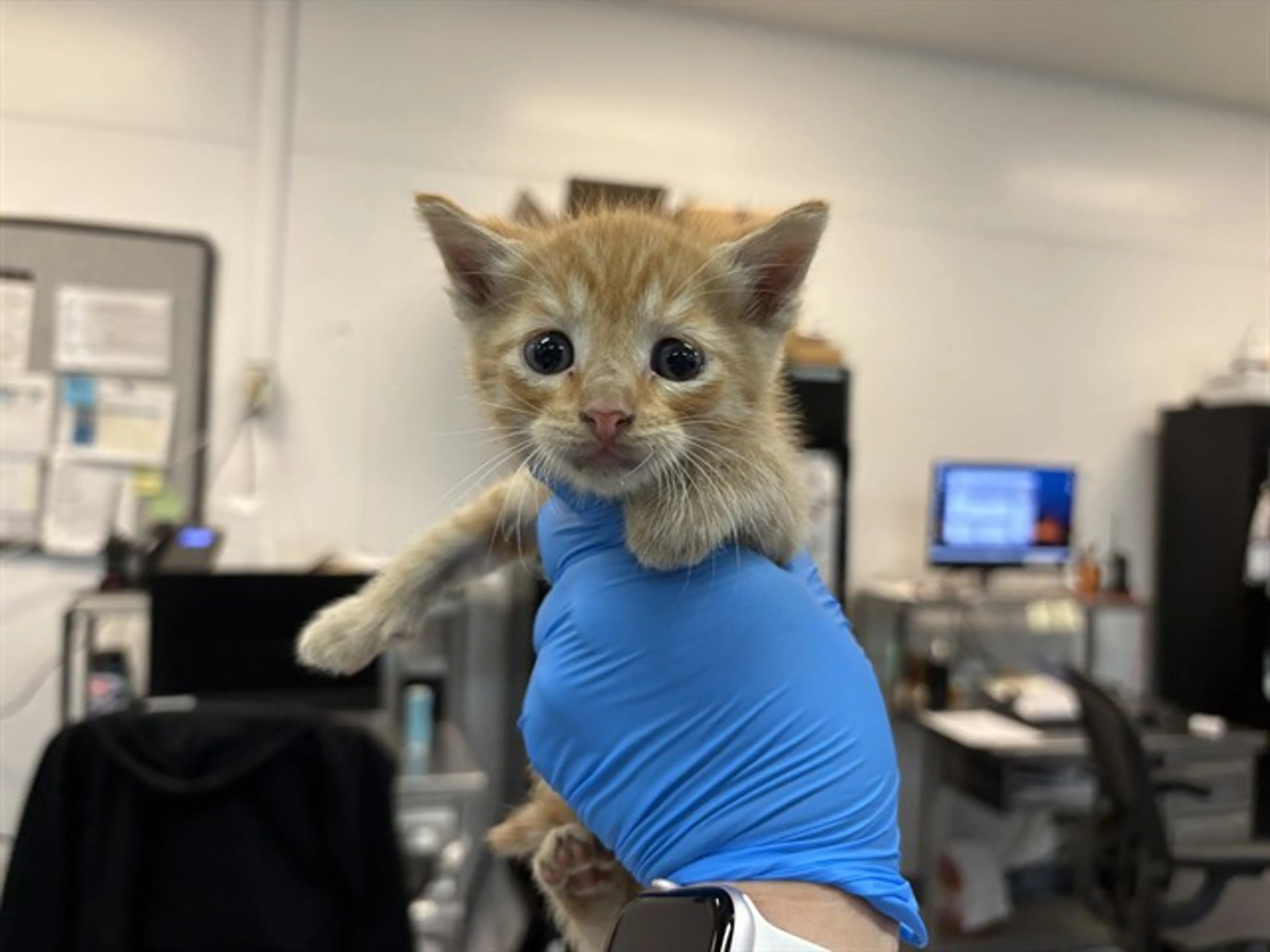 Found pet