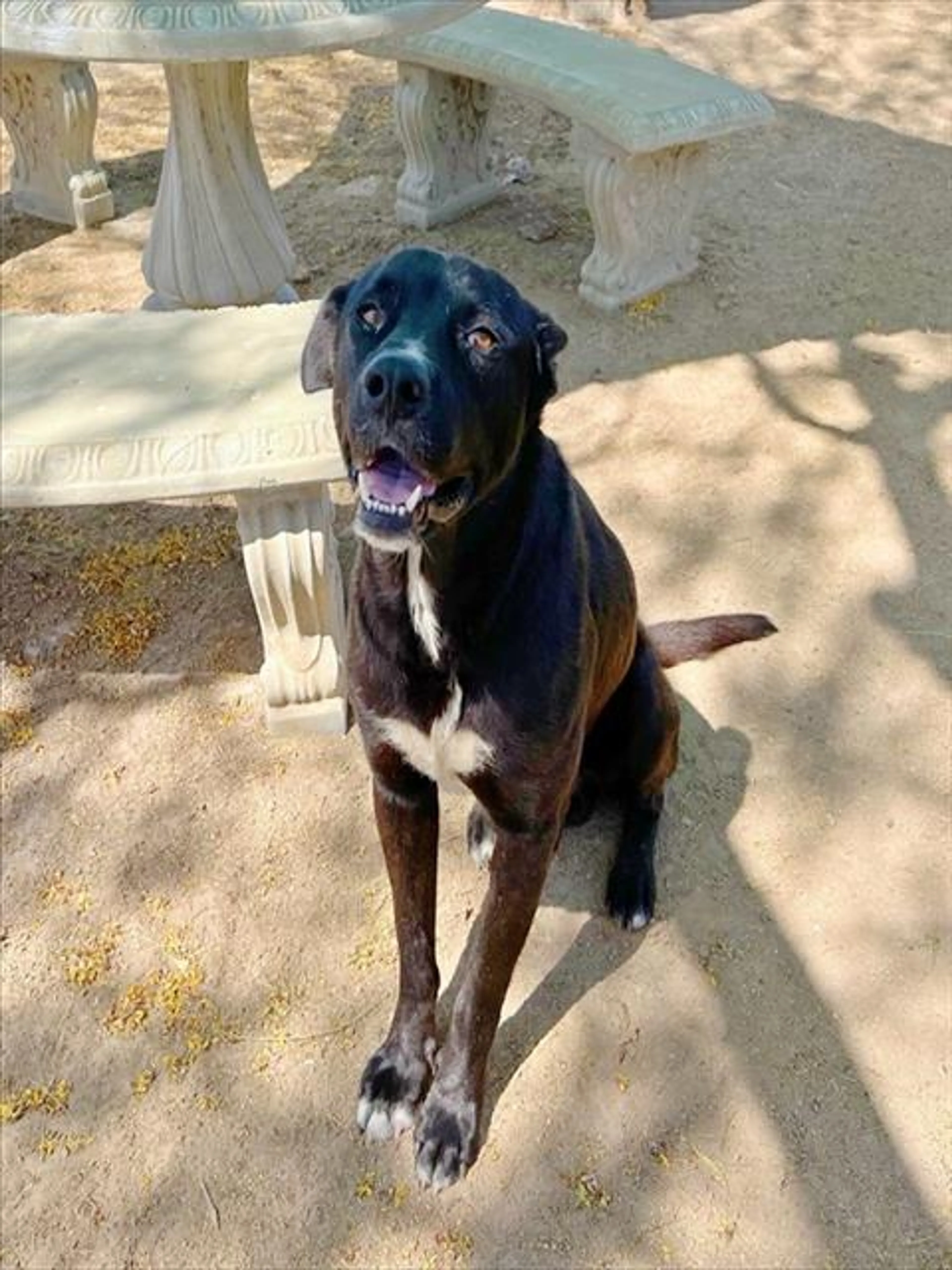 Found pet