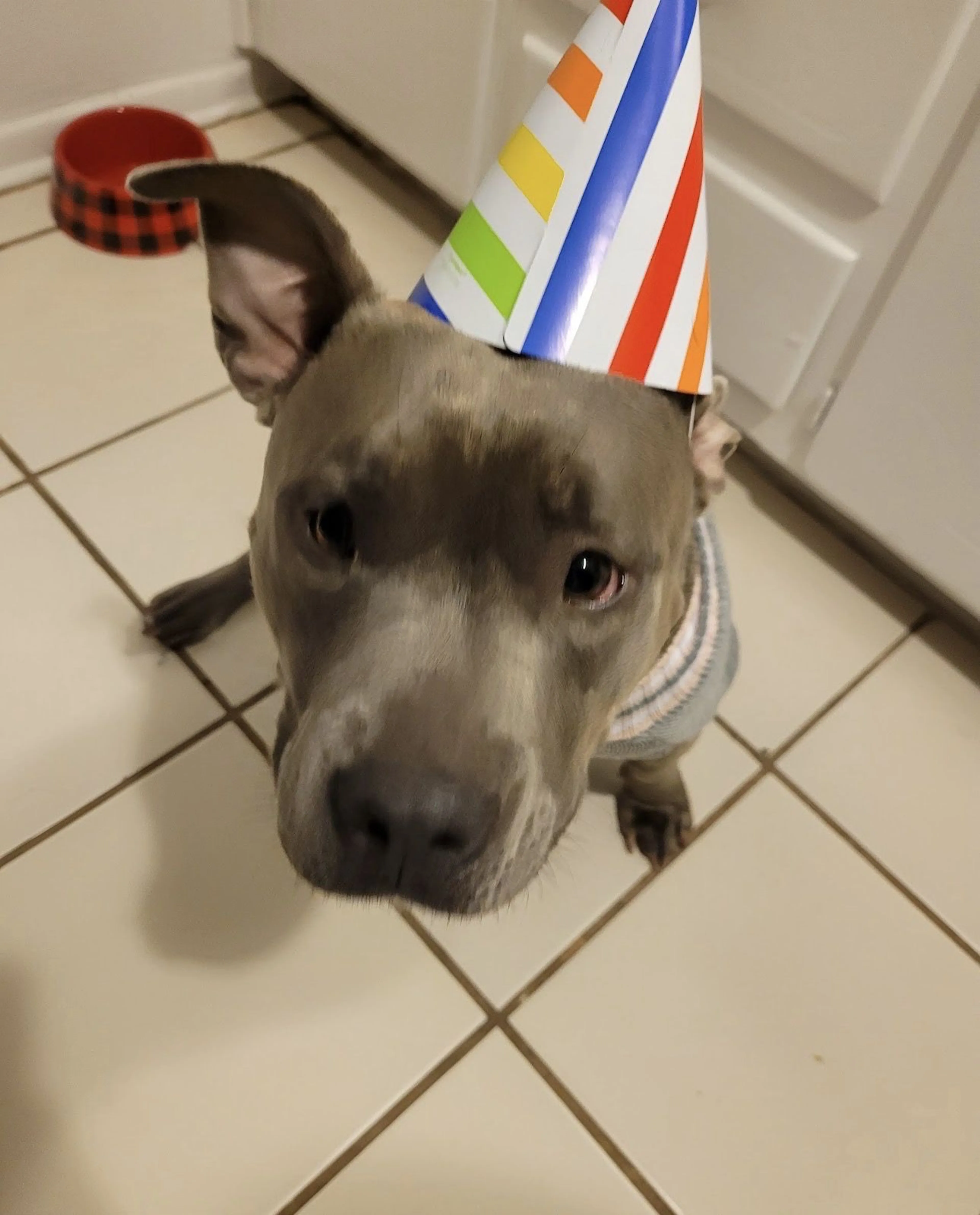 Lost pet-2