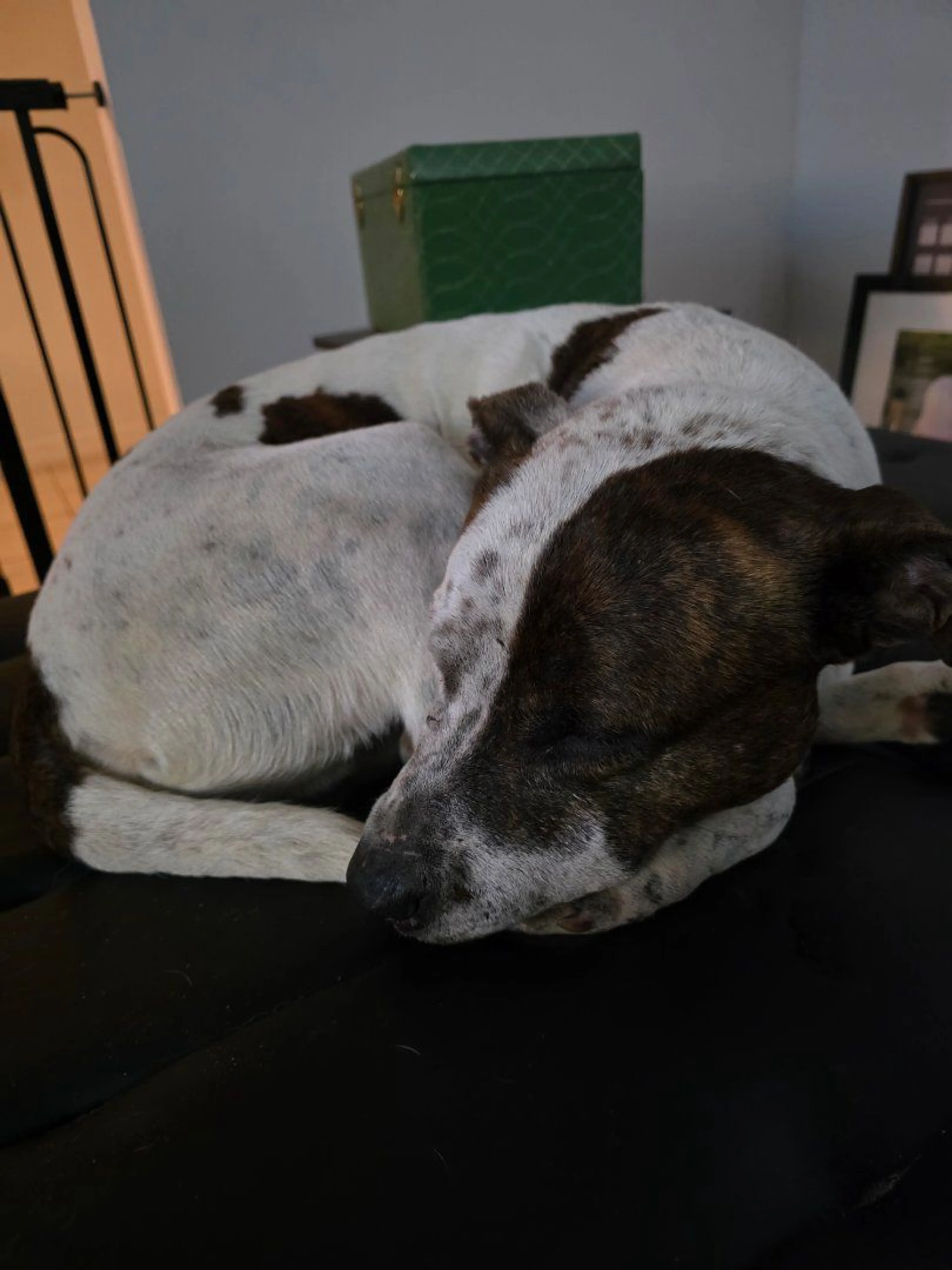 Lost pet-1