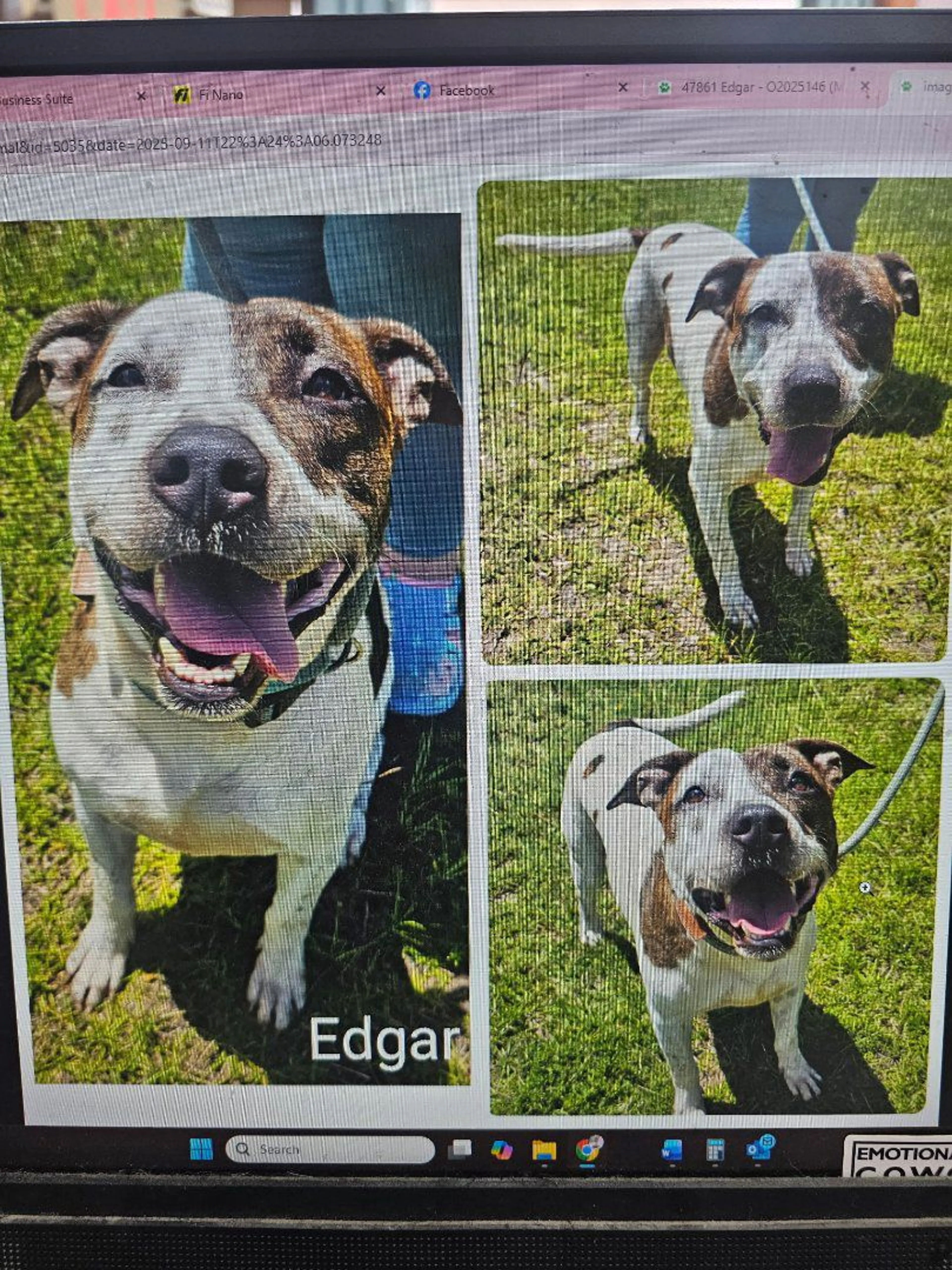 Lost pet-3