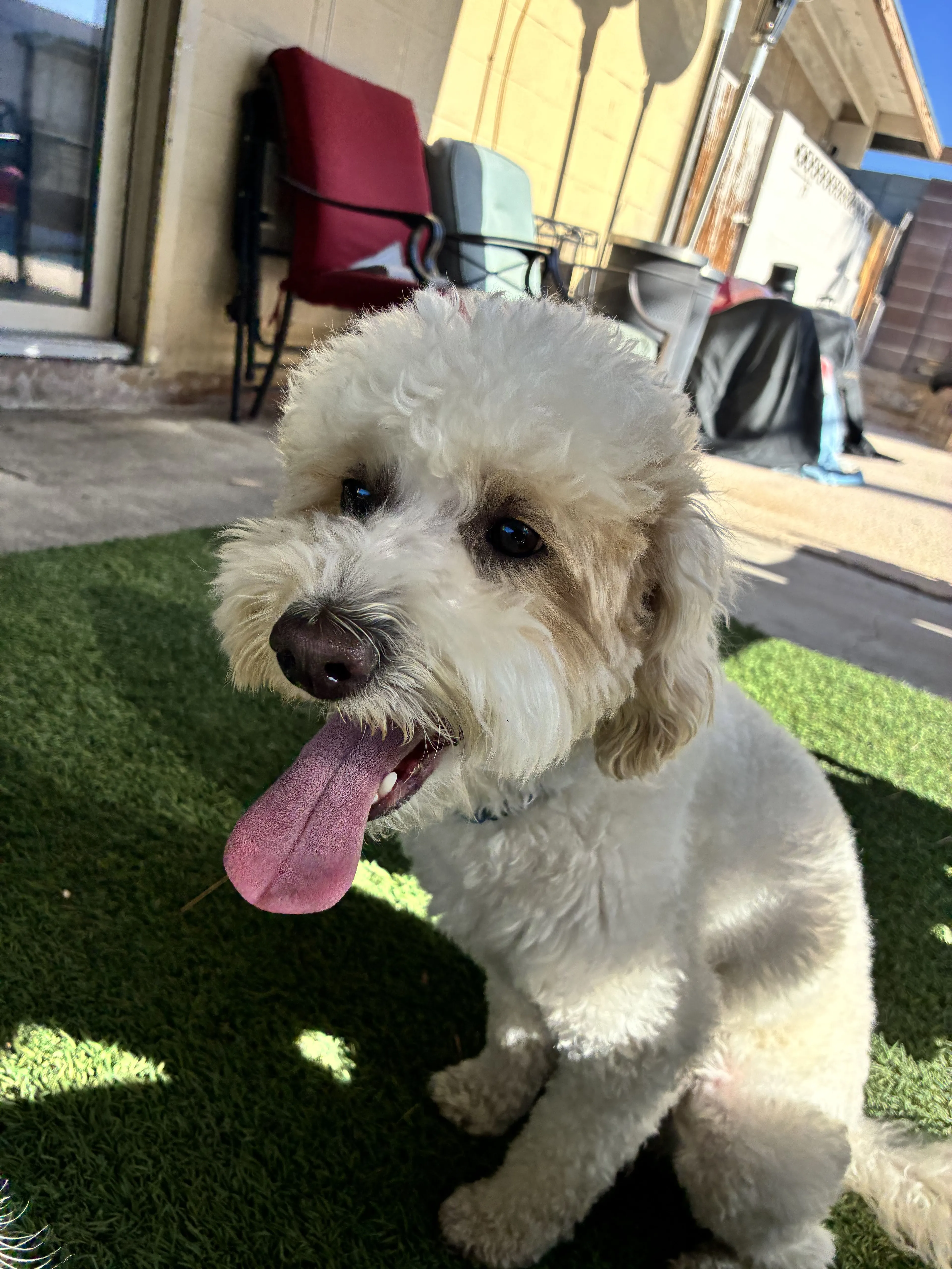 Lost pet