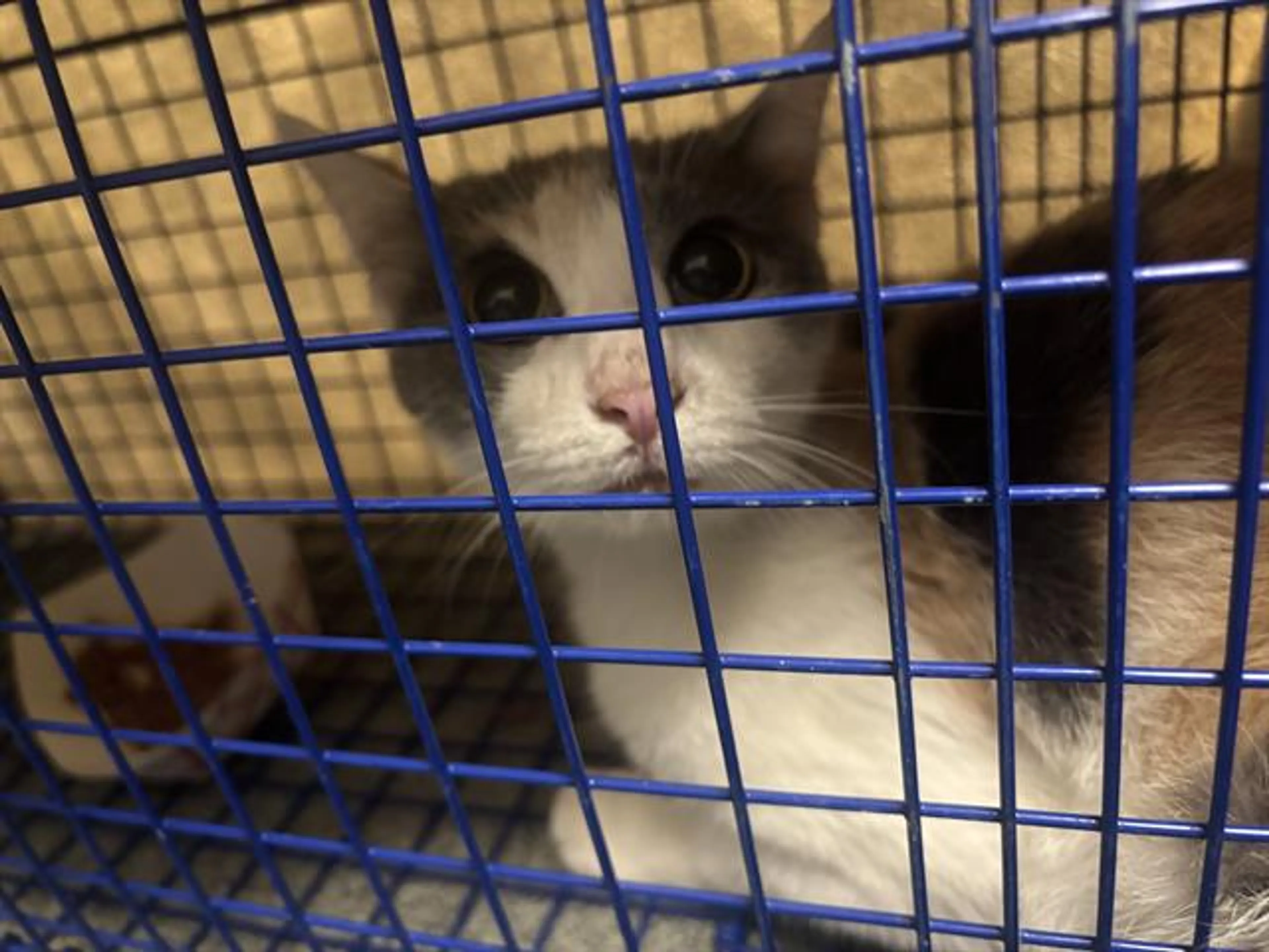 Found pet