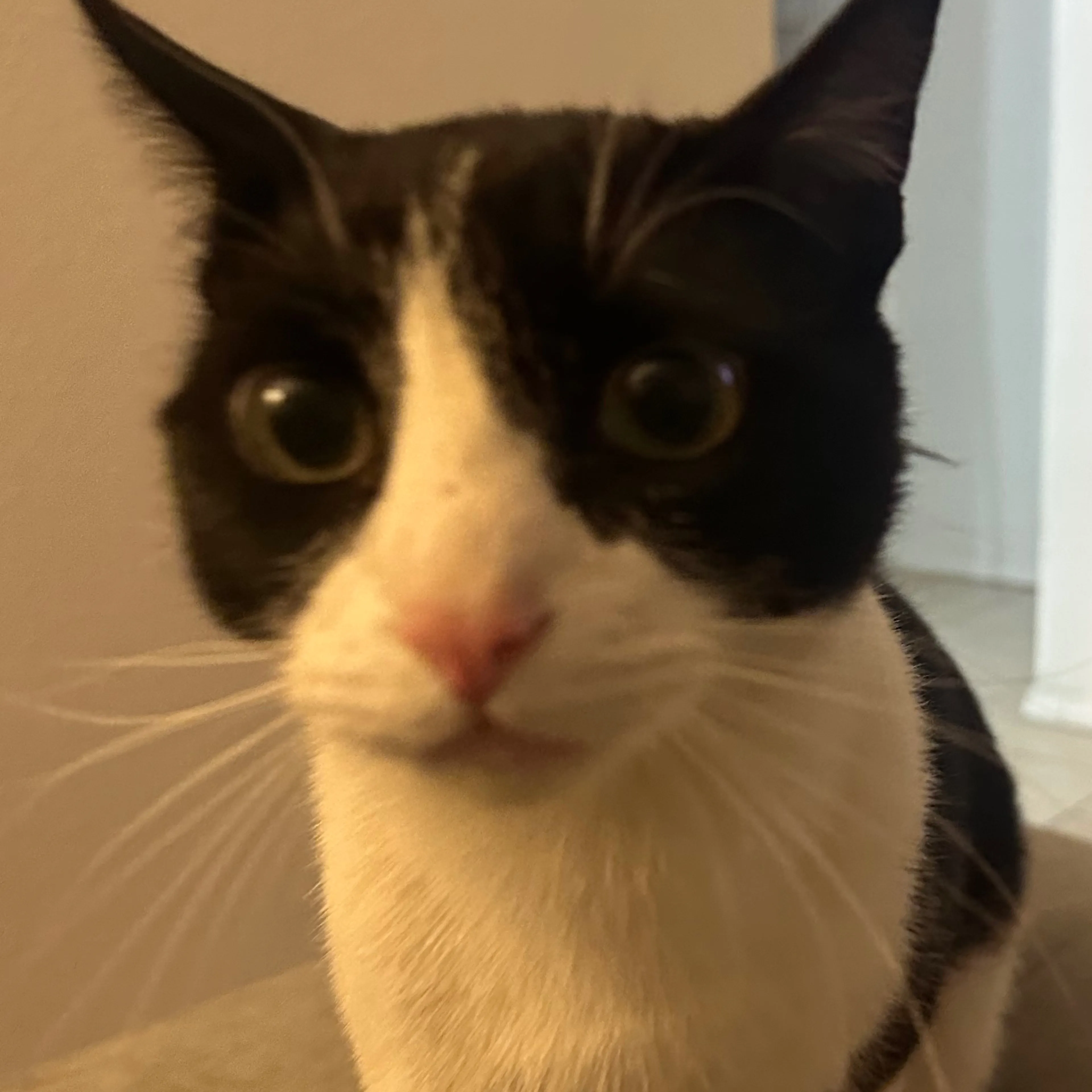 Lost pet-1