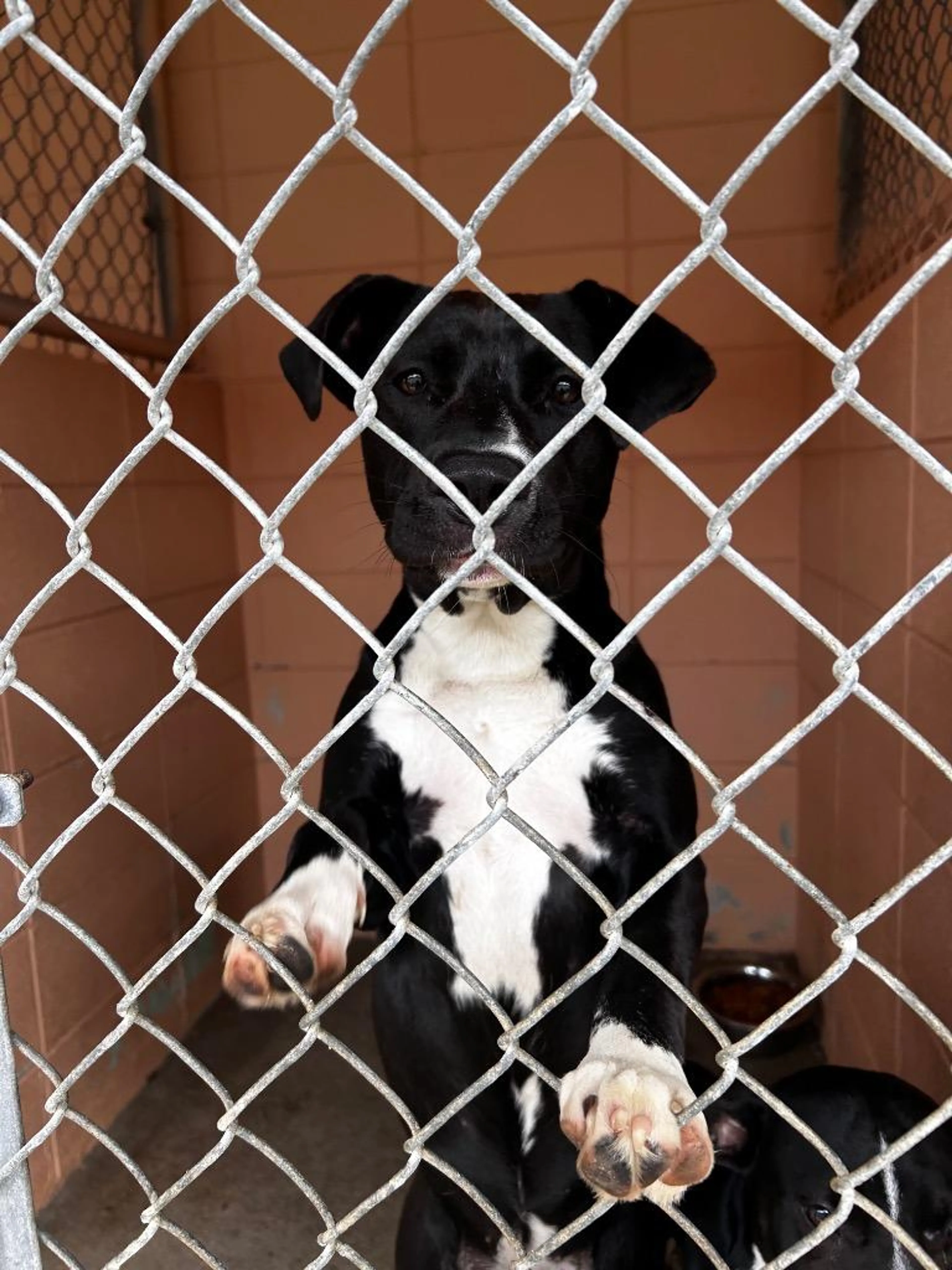 Found pet