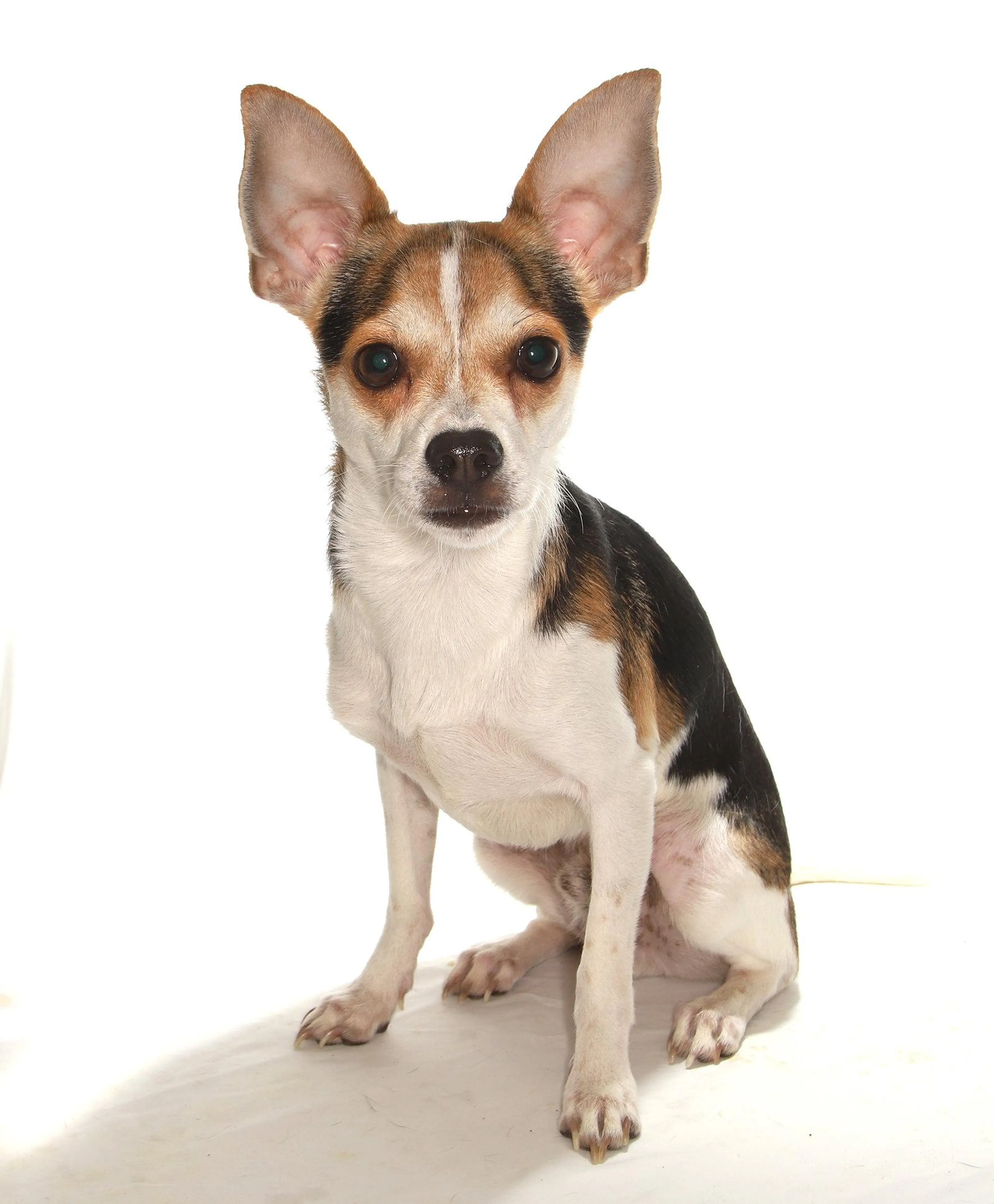 Found pet-1