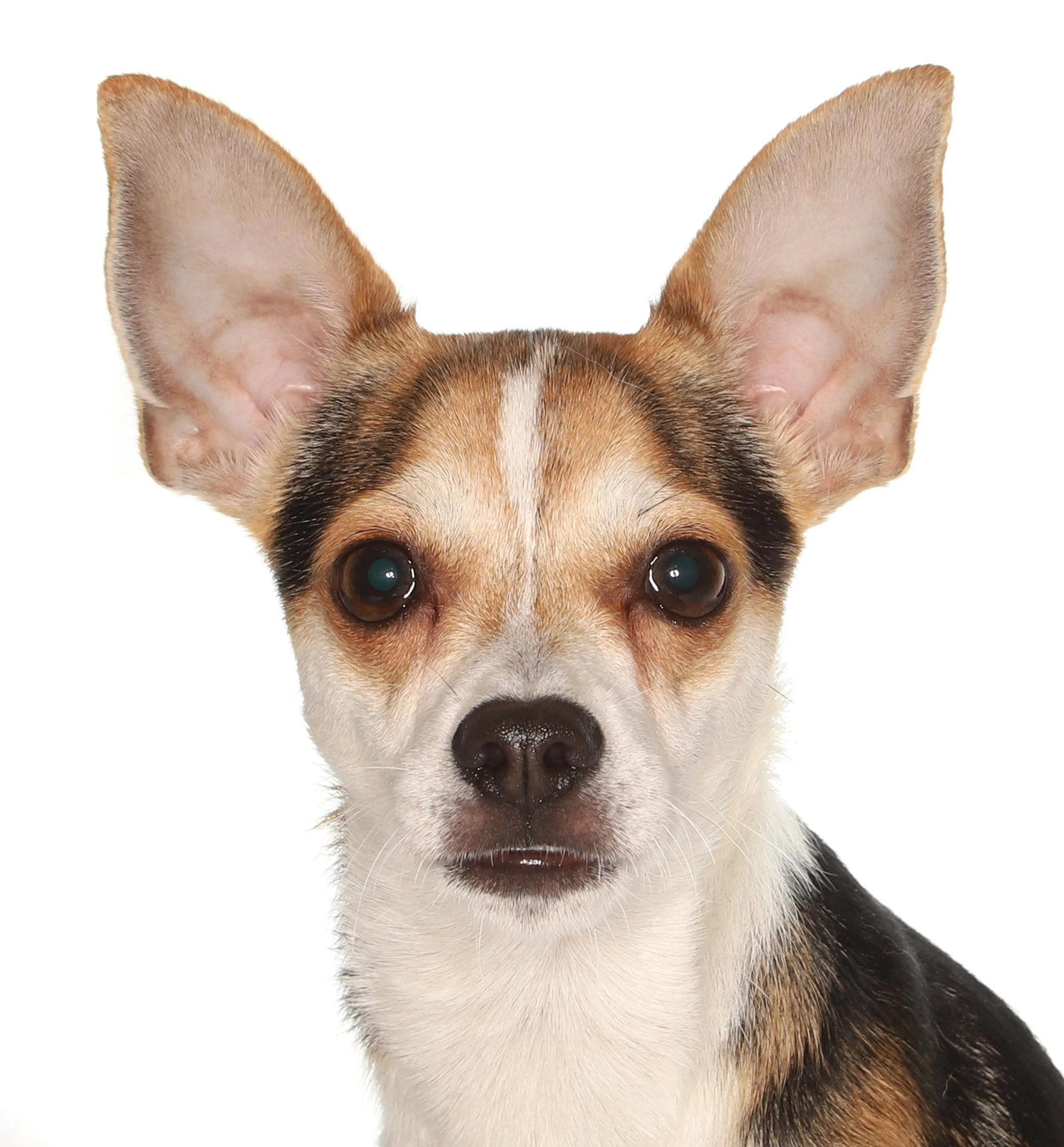 Found pet-2