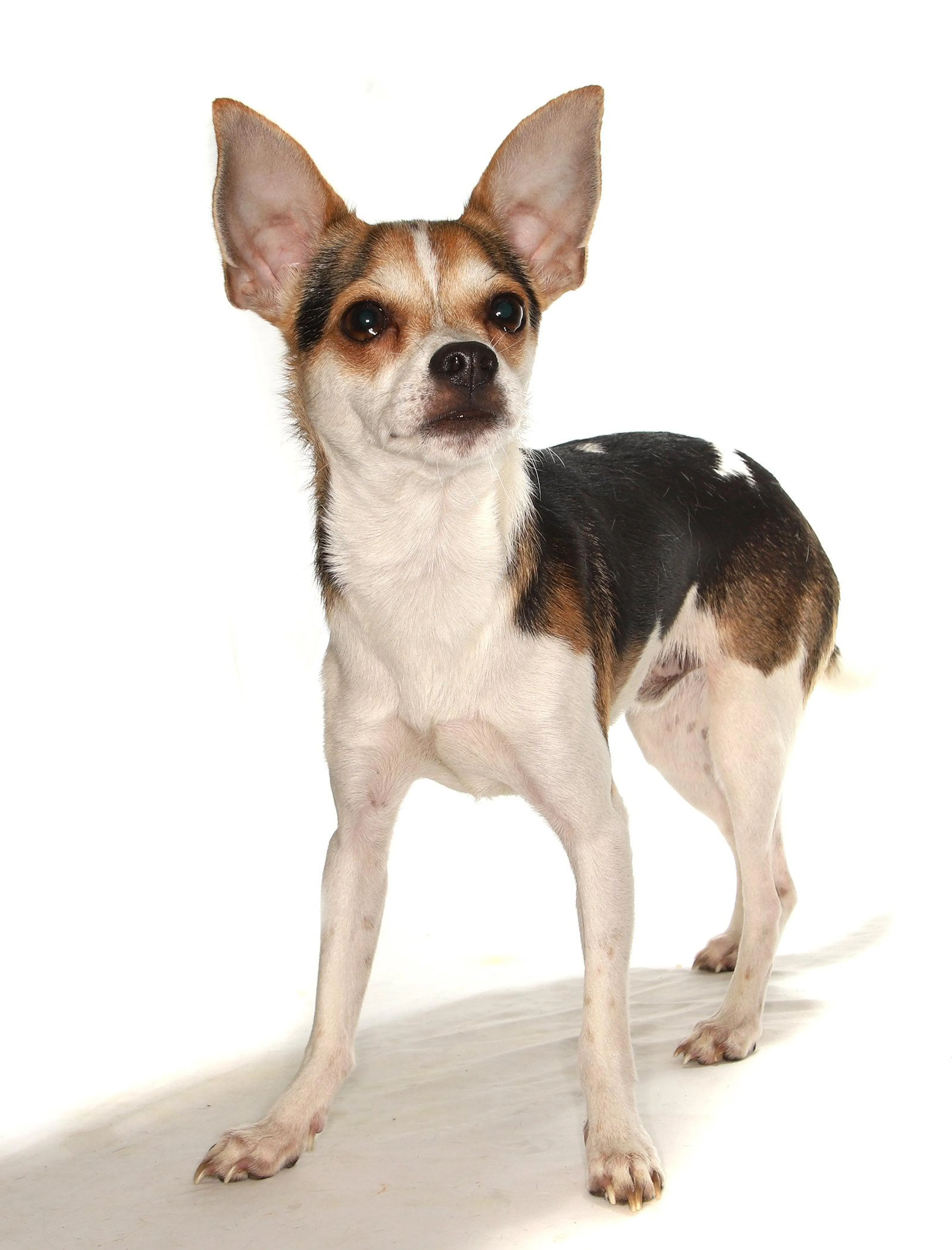 Found pet-0
