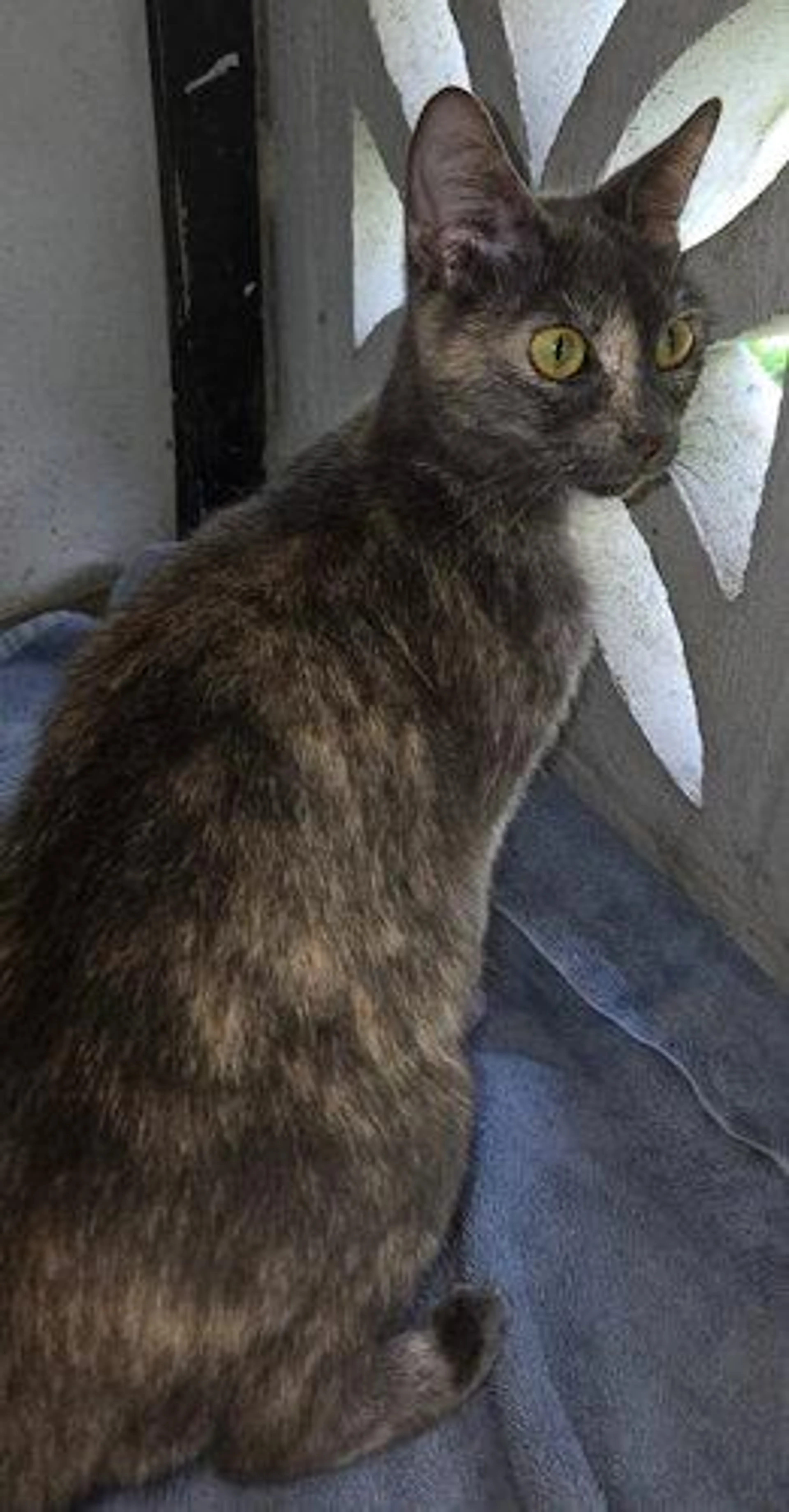 Found pet-1