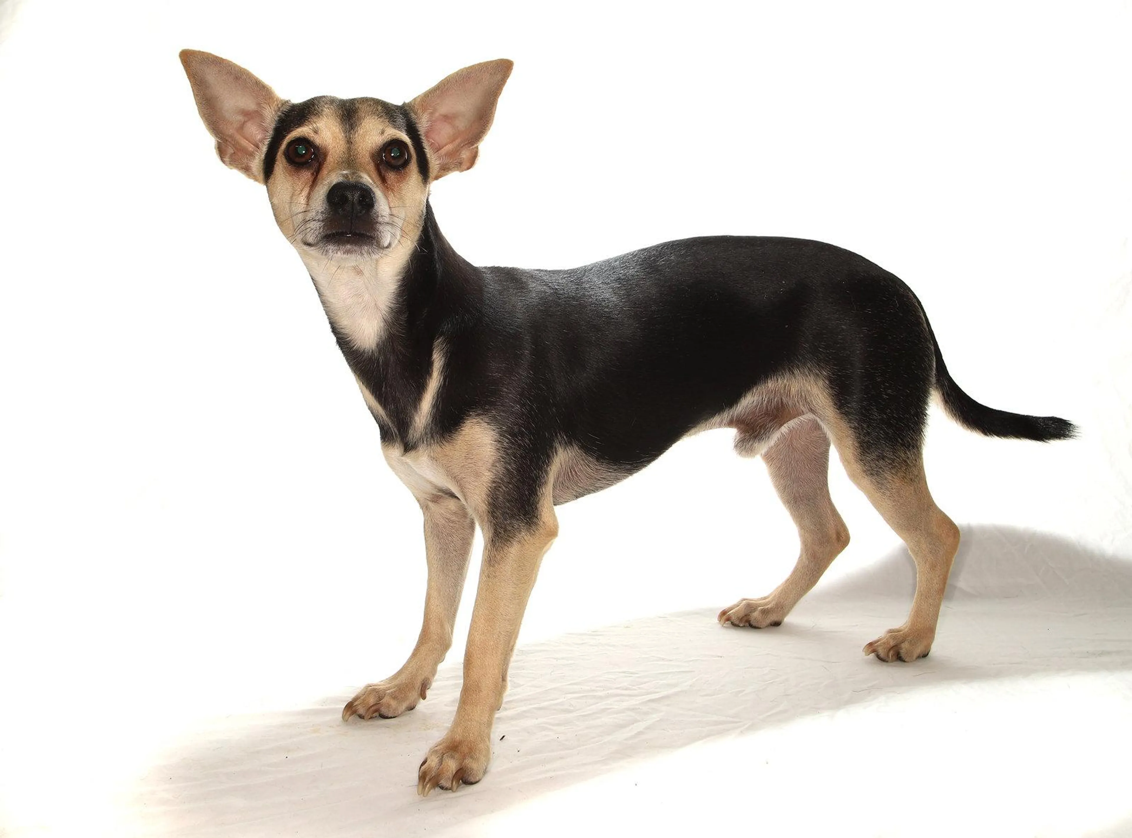Found pet-2