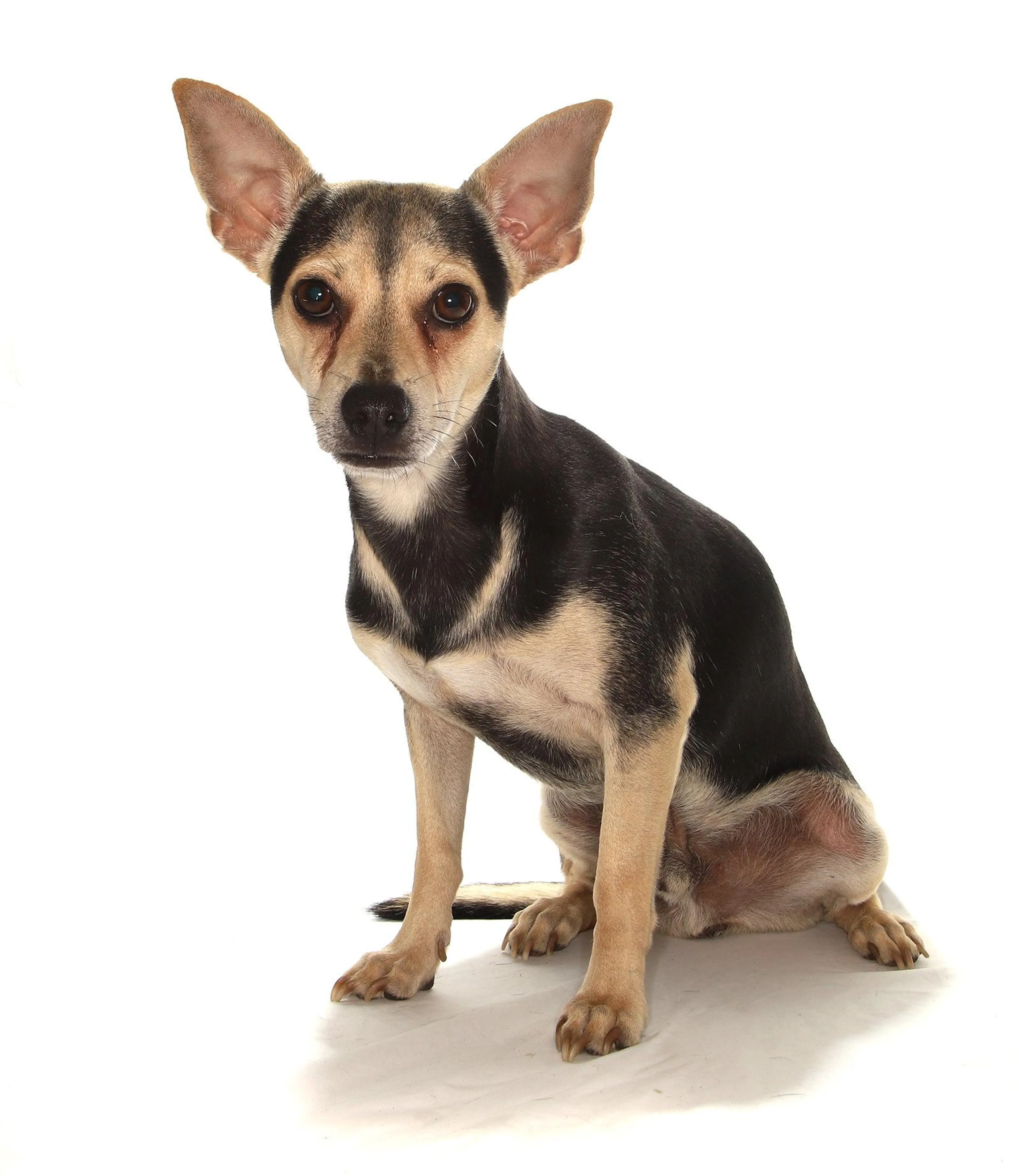 Found pet-1