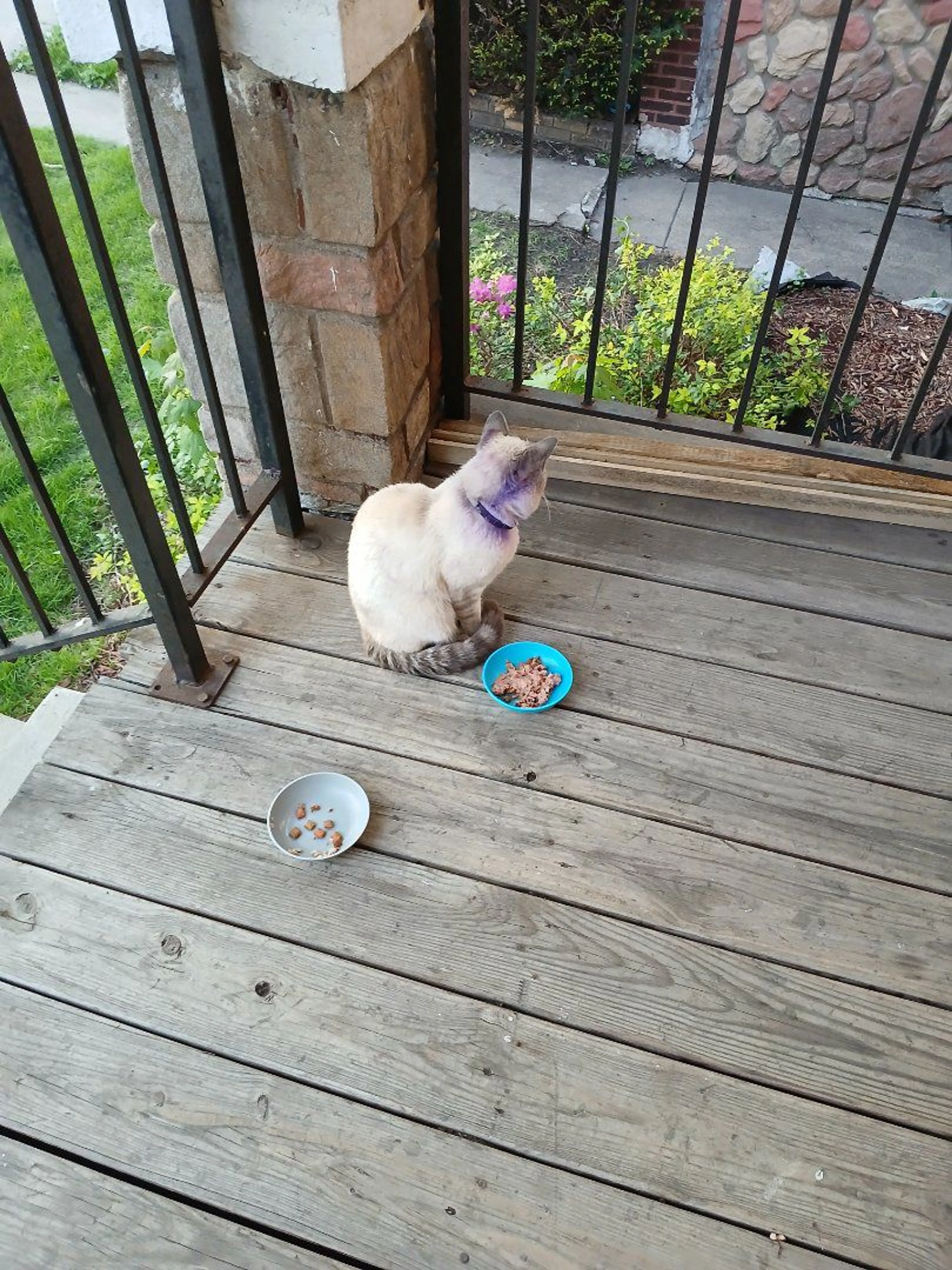 Lost pet-2