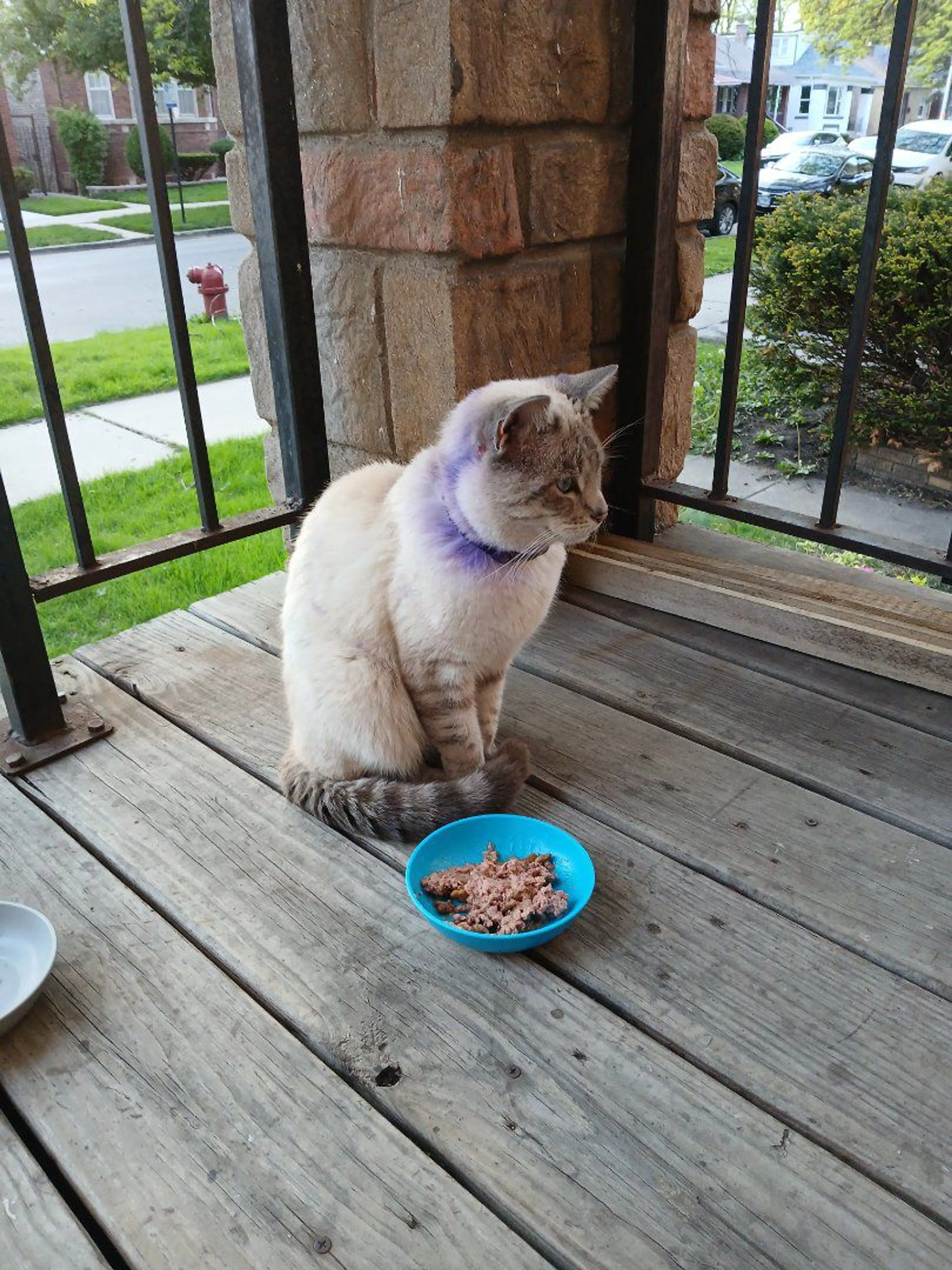 Lost pet-1
