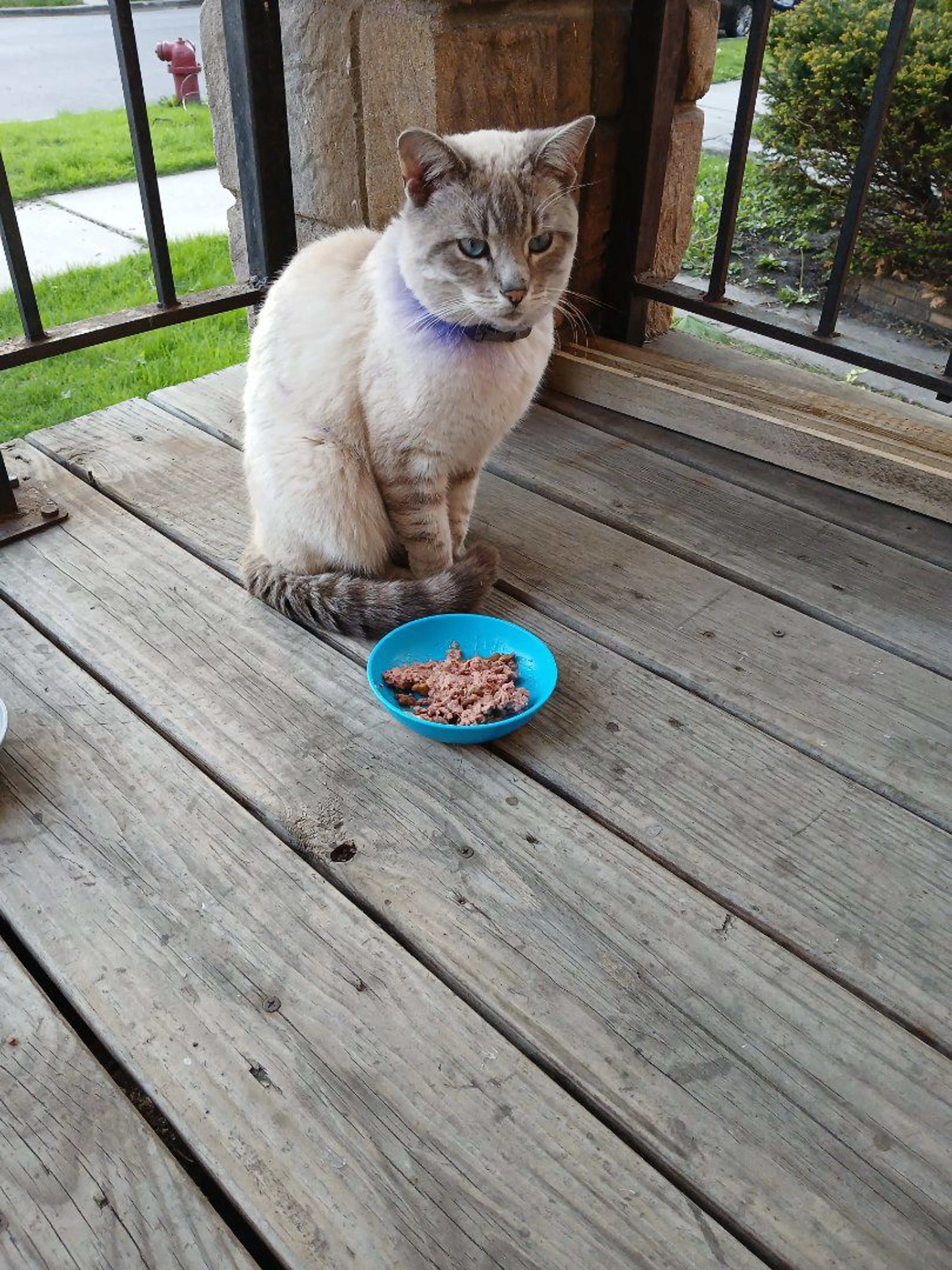 Lost pet-0