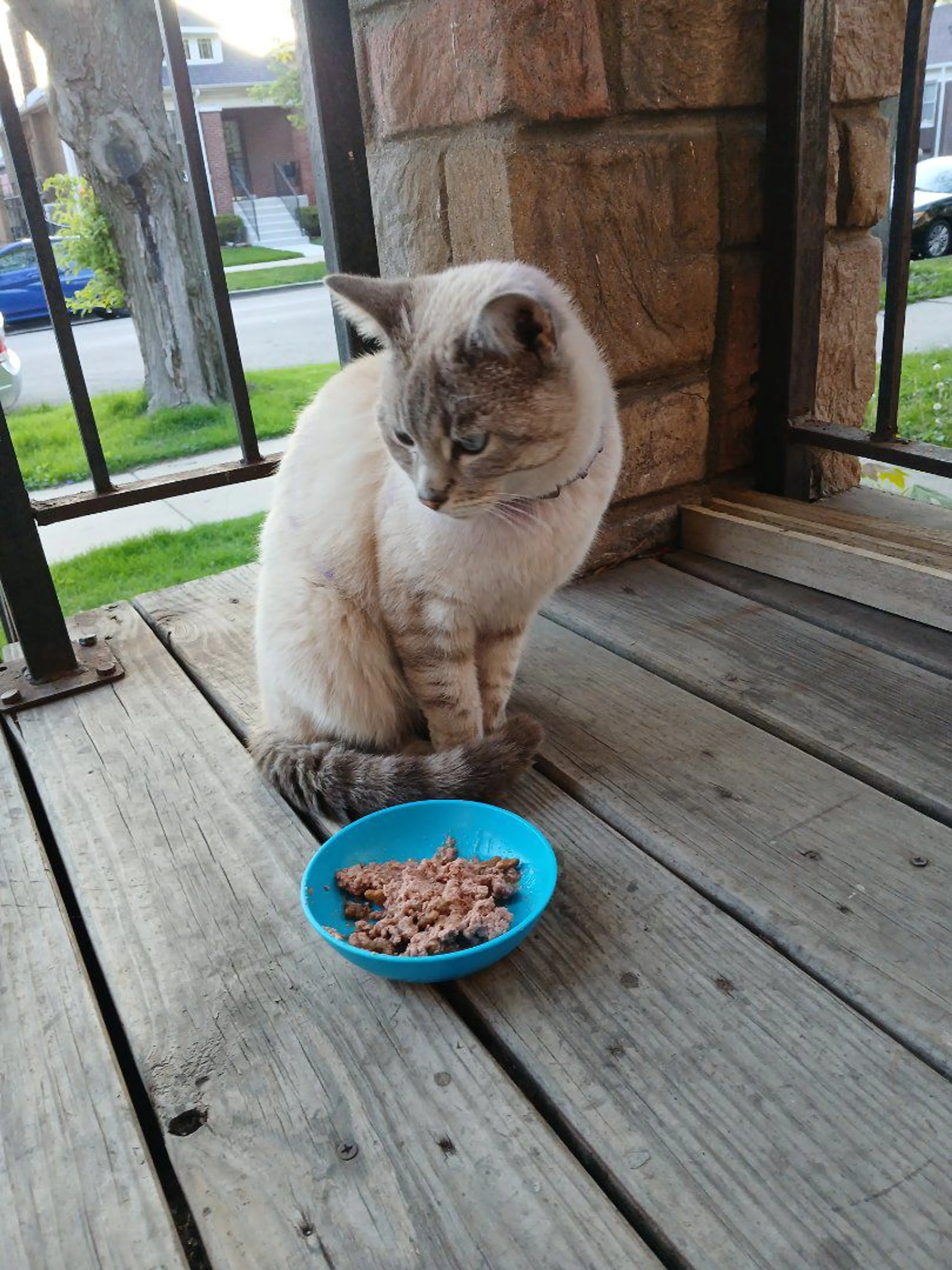 Lost pet-3