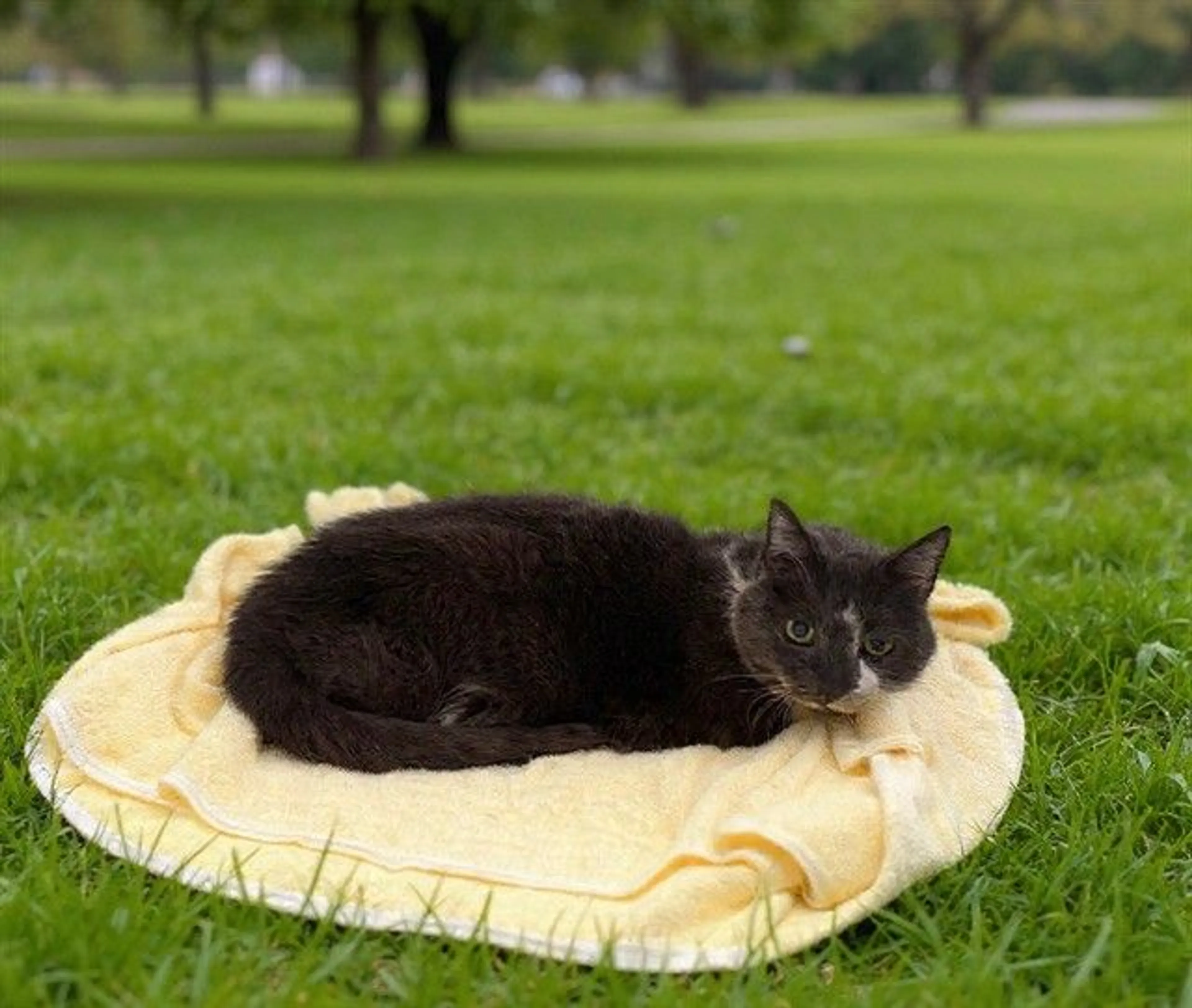 Found pet