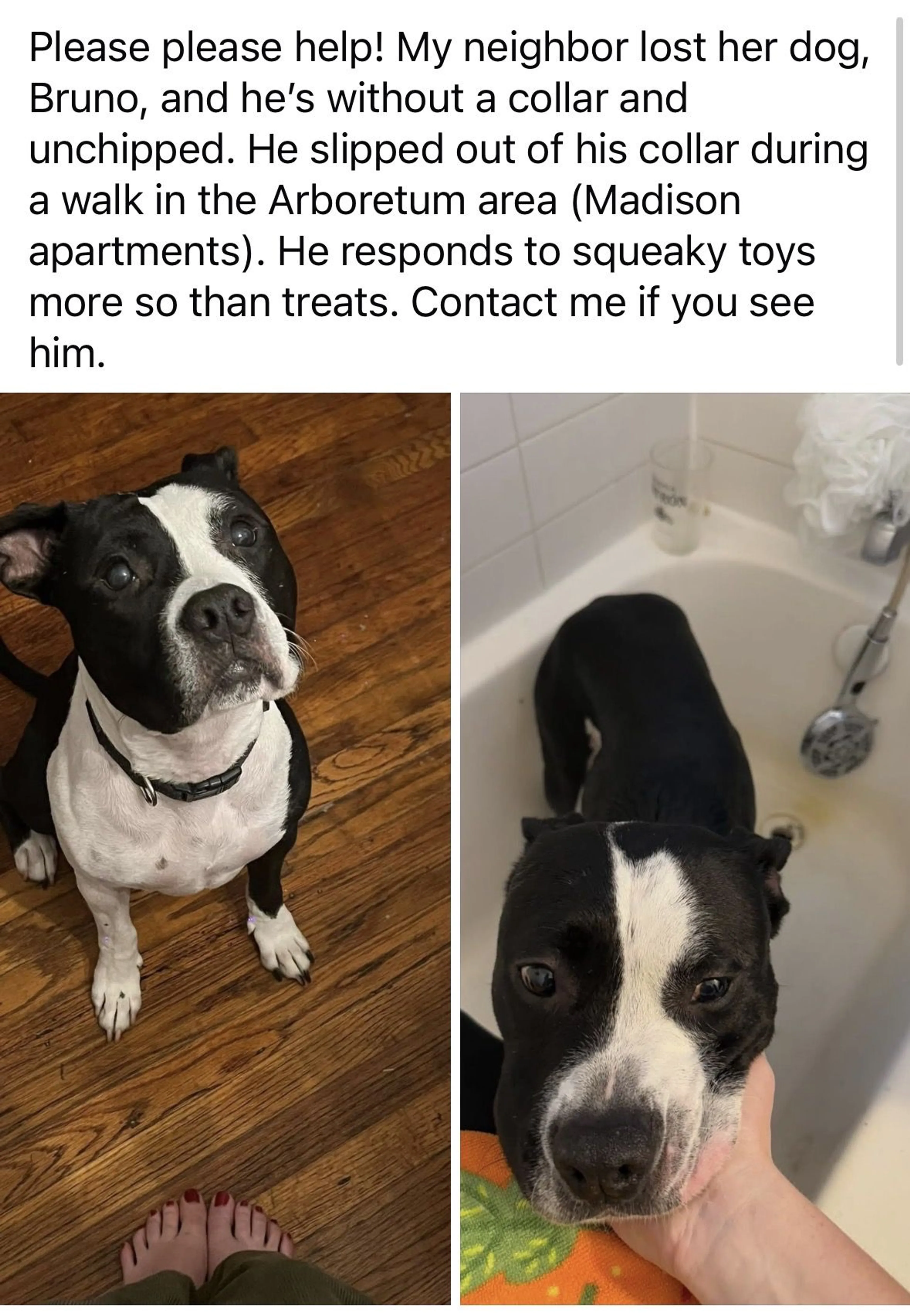 Lost pet